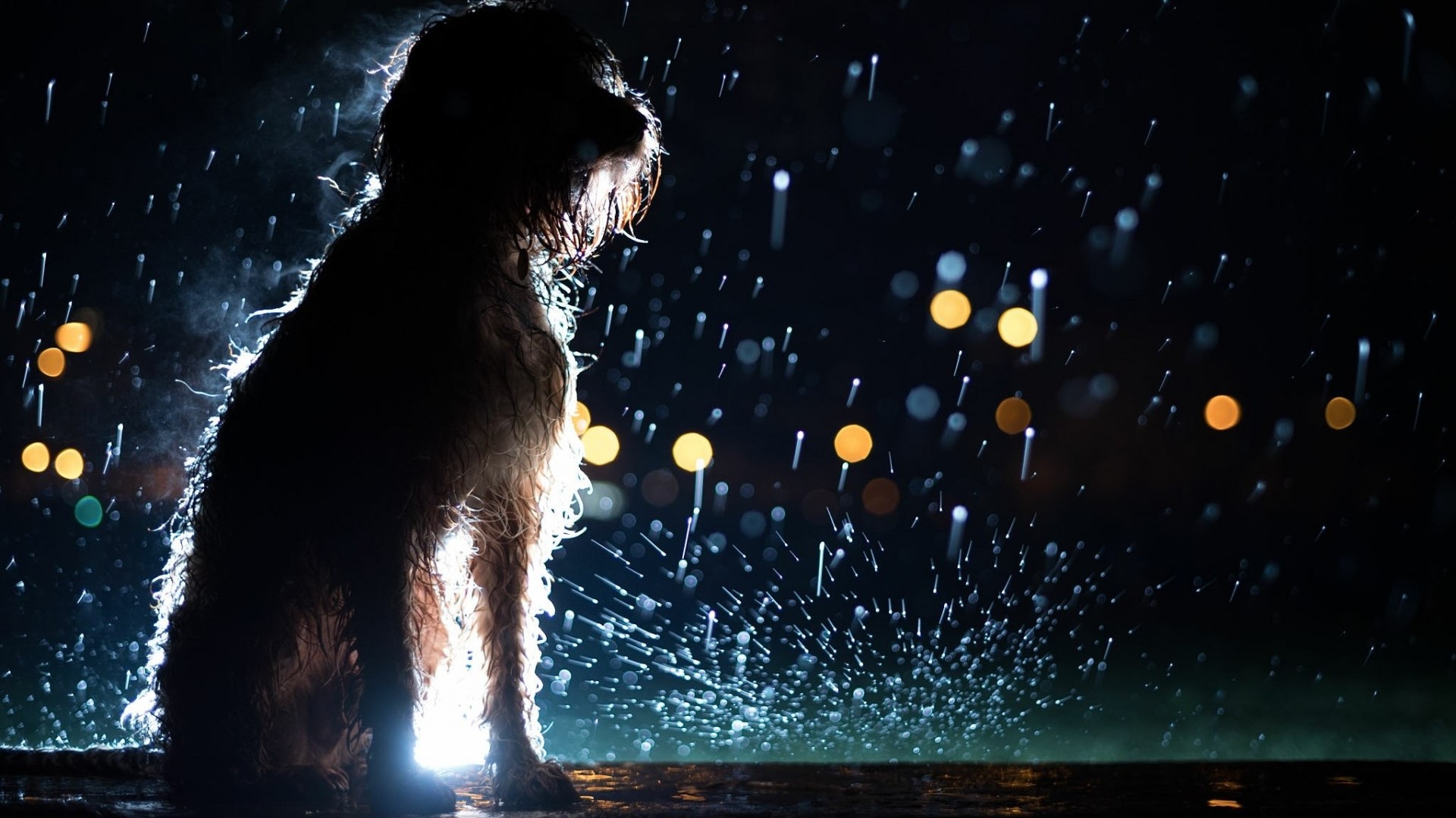 Dog sitting in the rain at night HD Wallpaper