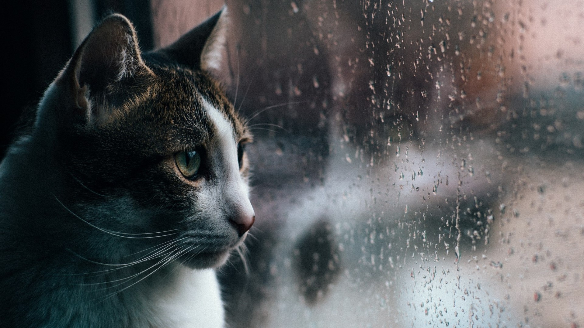 Cat looking out a rainy window HD Wallpaper