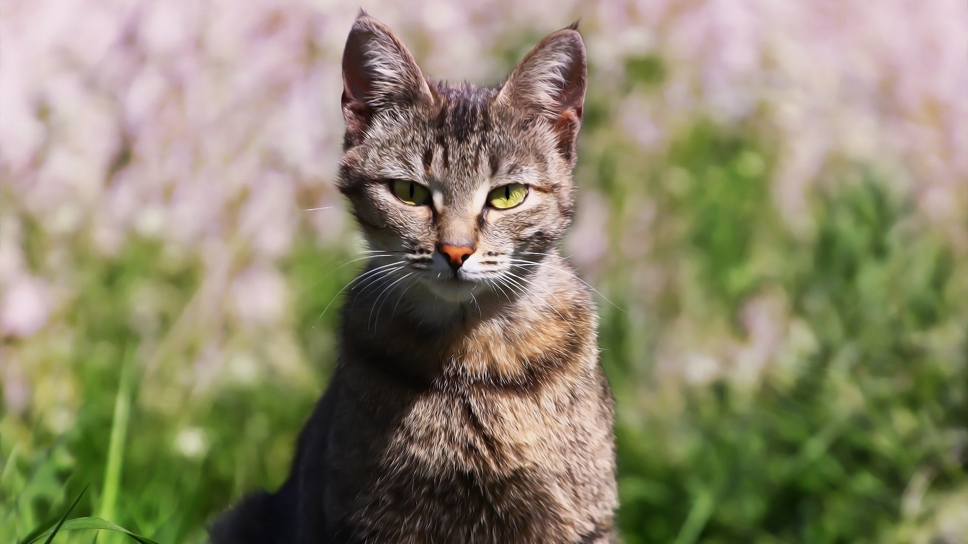 Tabby cat sitting in grass HD Wallpaper