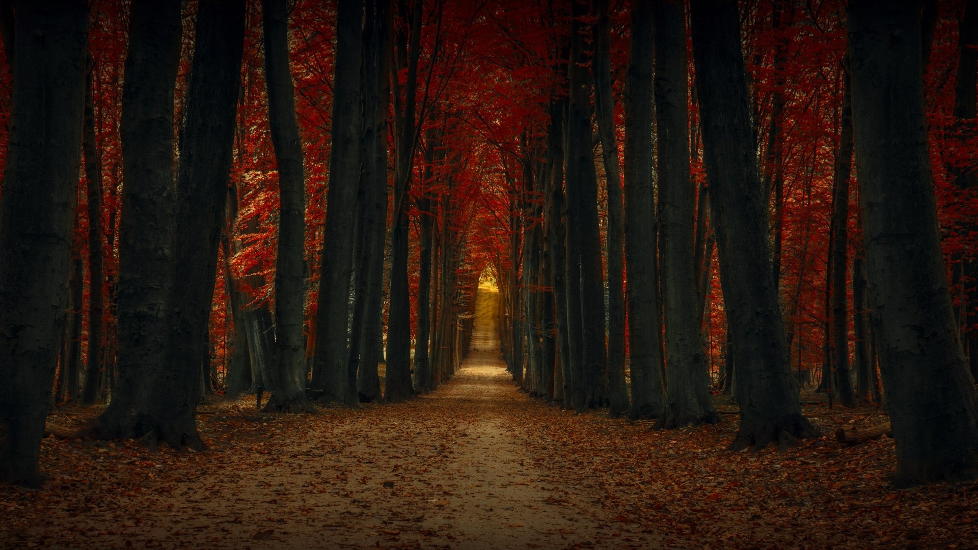 Autumn forest path with red leaves HD Wallpaper