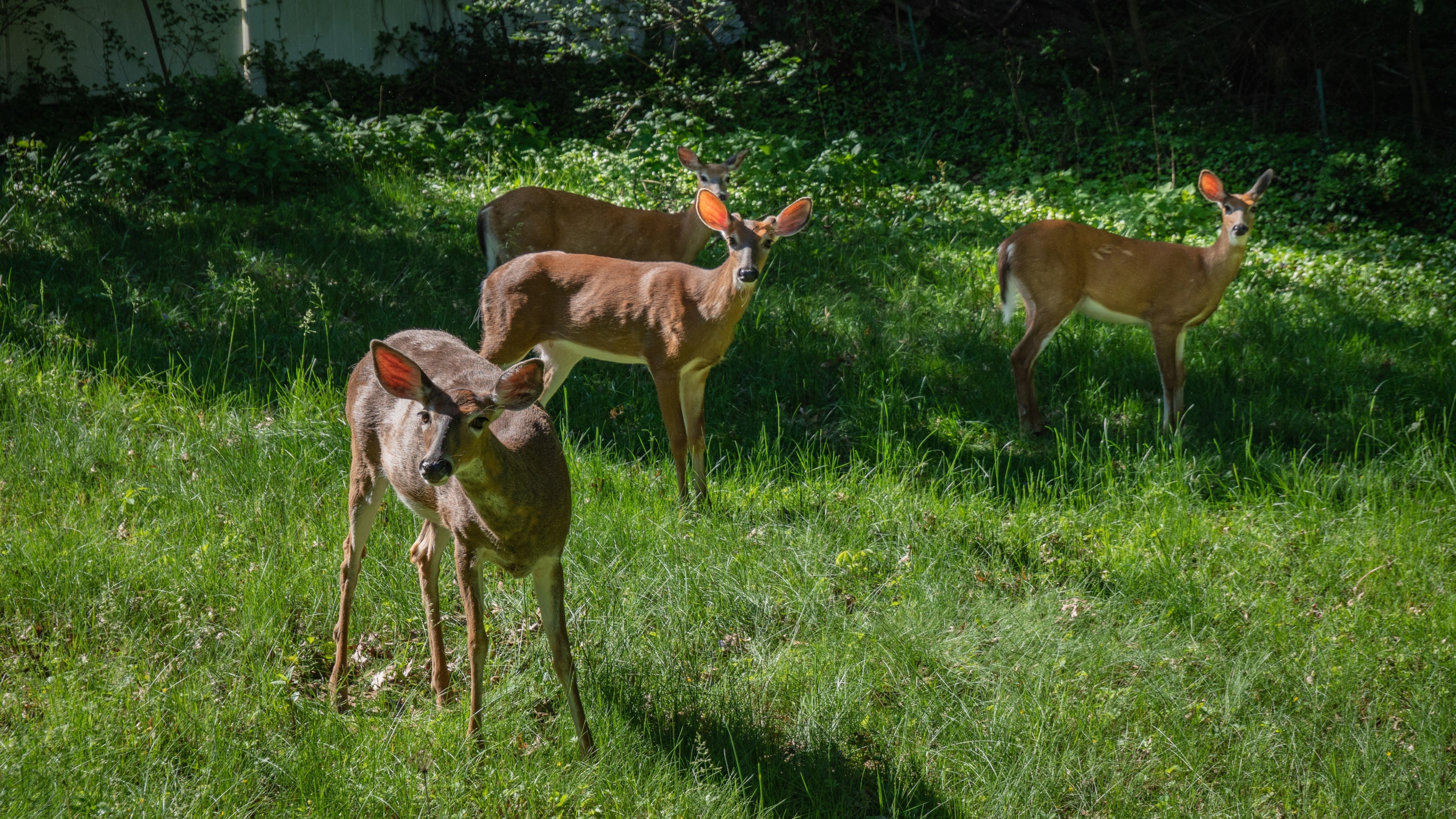 Four Deer in a Grassy Field HD Wallpaper