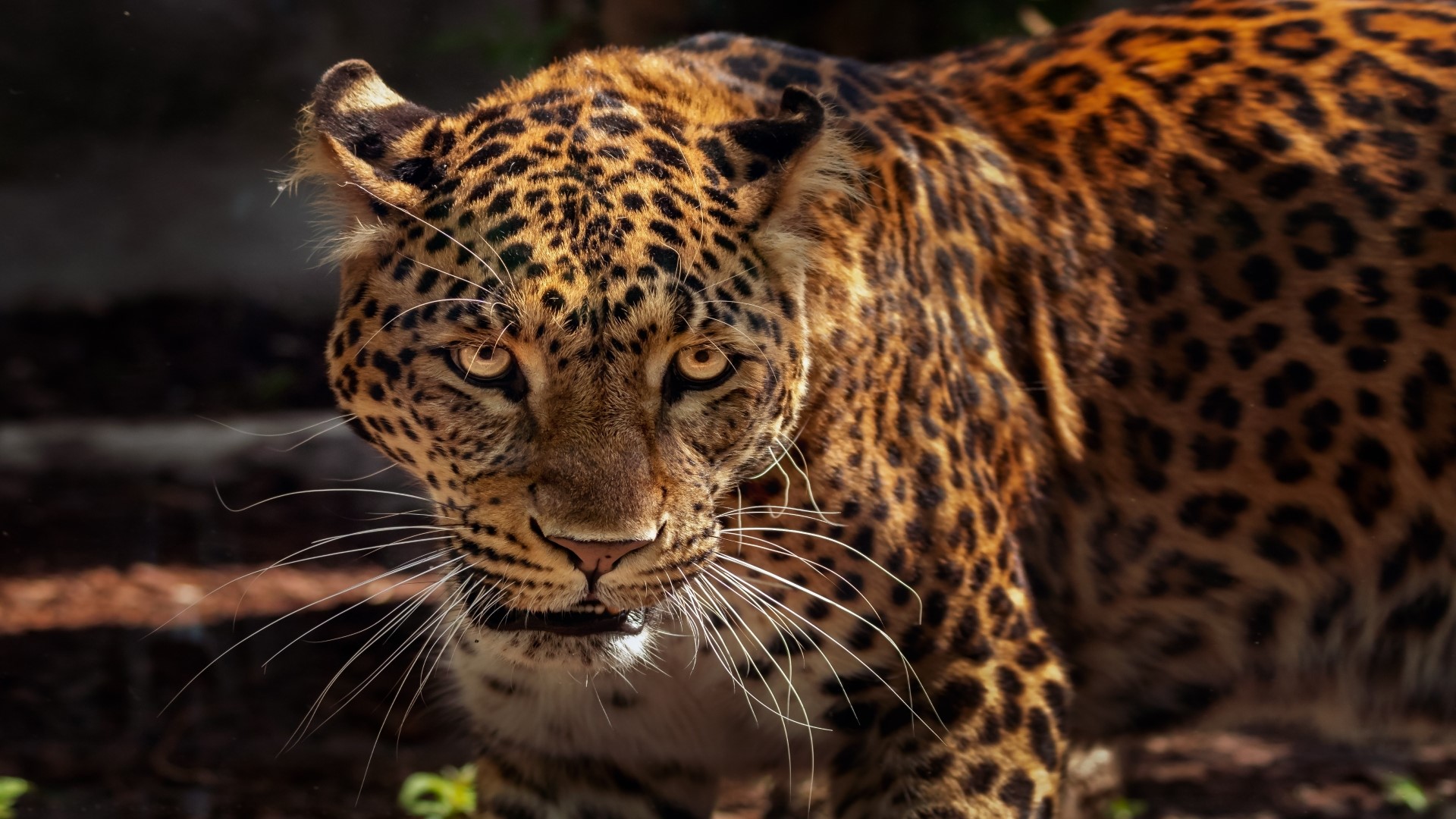 Close-up of a Jaguar's face HD Wallpaper