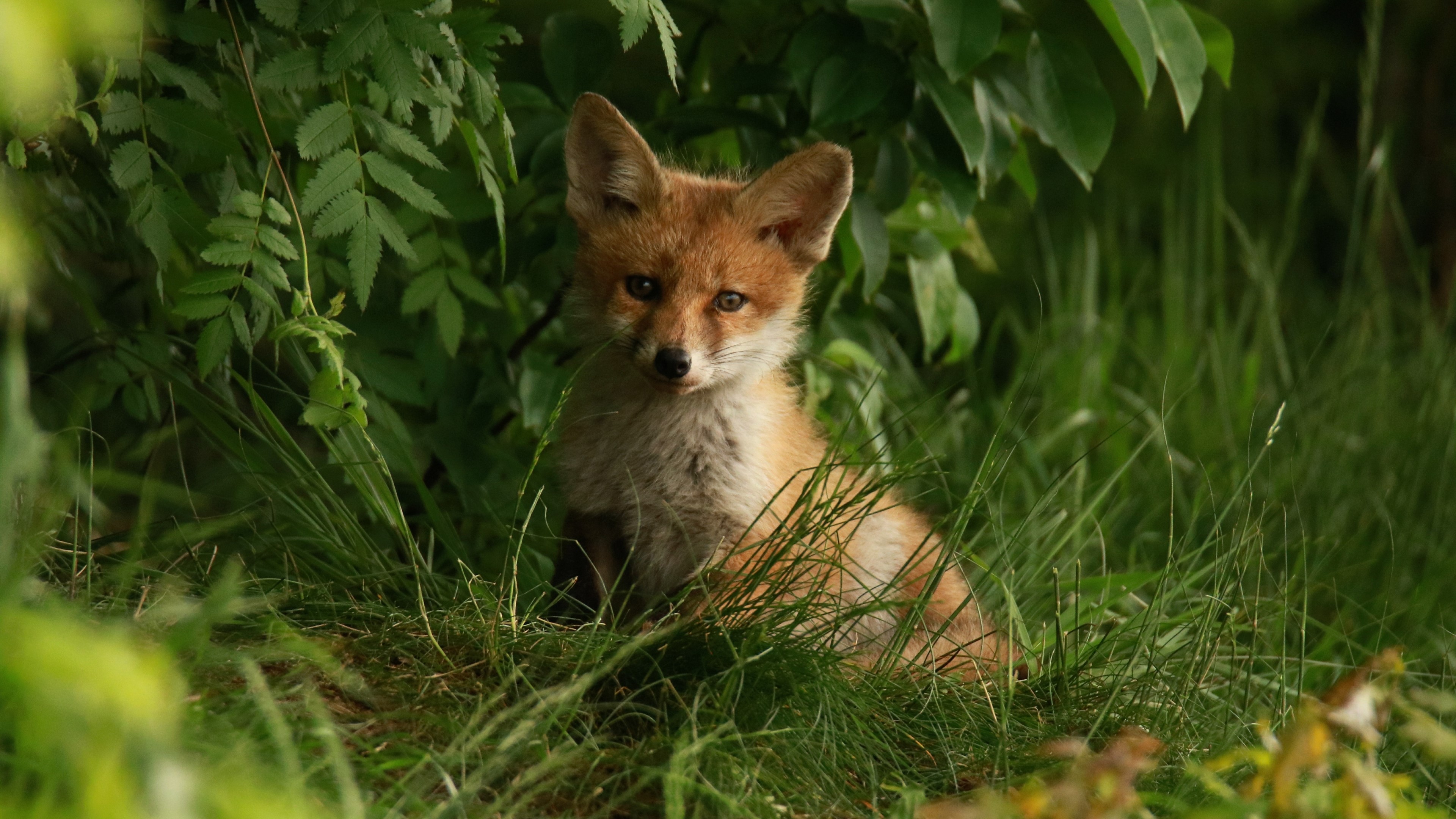 4K Fox Cub in Greenery HD Wallpaper