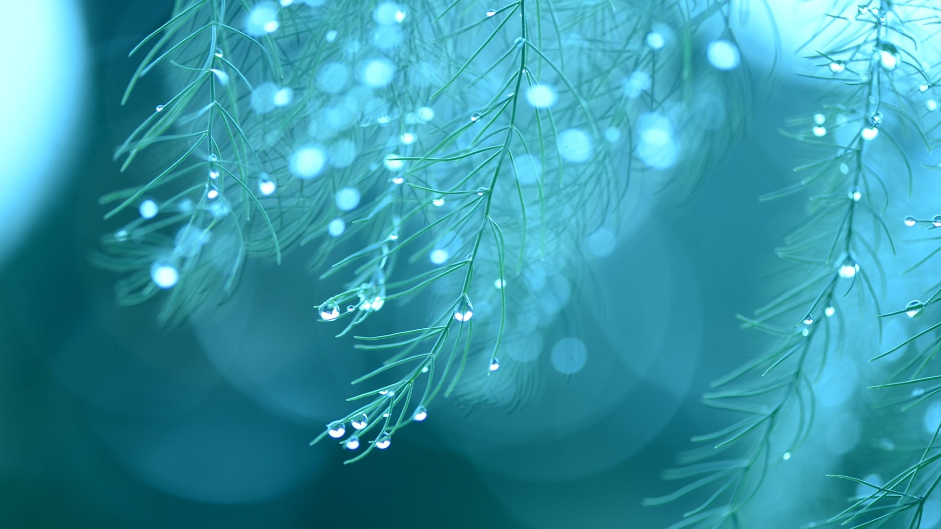 Close-up of green pine needles with raindrops HD Wallpaper