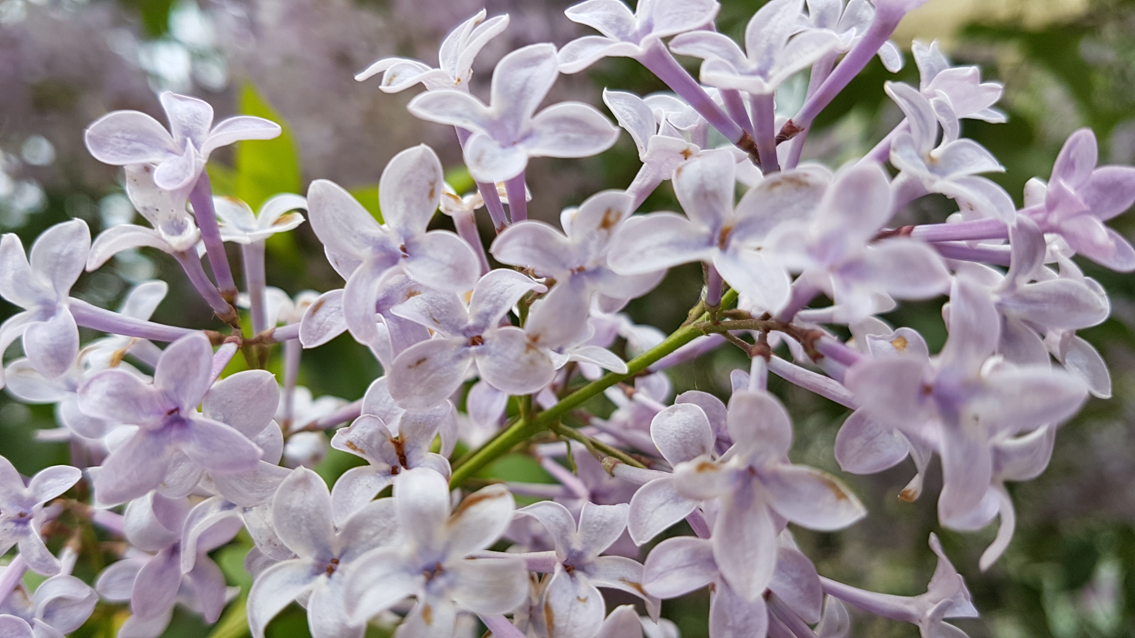 4K Lilac Flowers HD Wallpaper