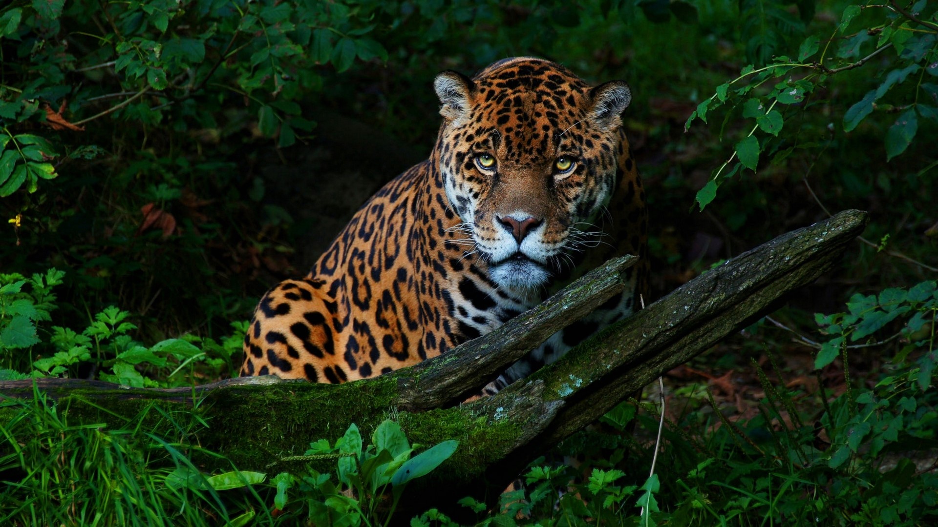 Jaguar in a dark forest HD Wallpaper