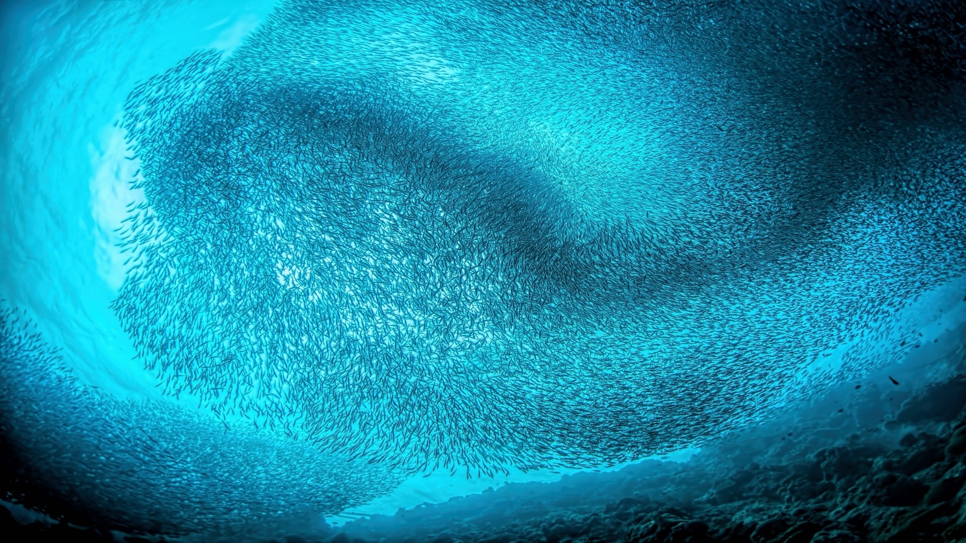 School of fish underwater HD Wallpaper