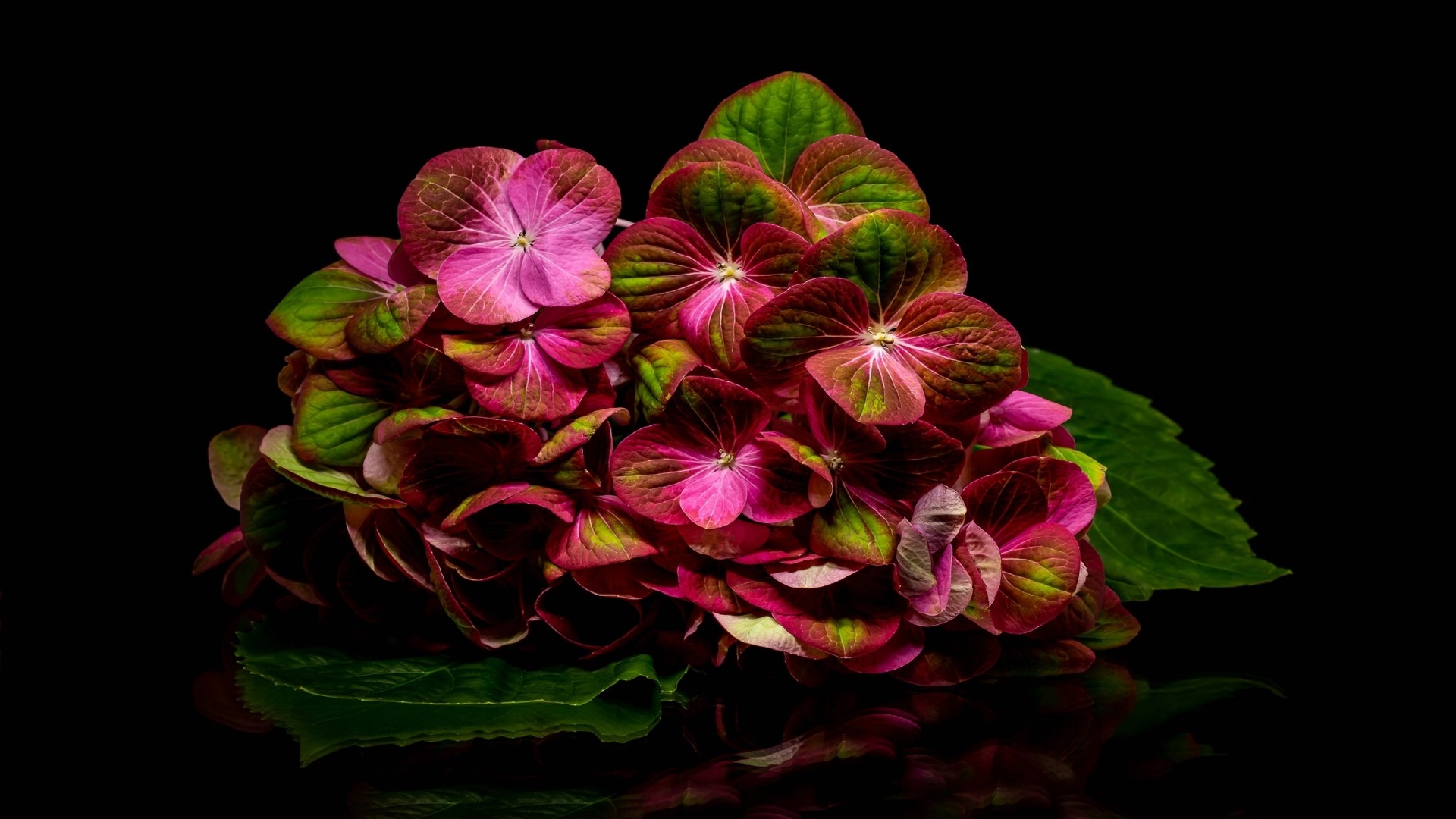 Hydrangea flower with pink and green petals HD Wallpaper