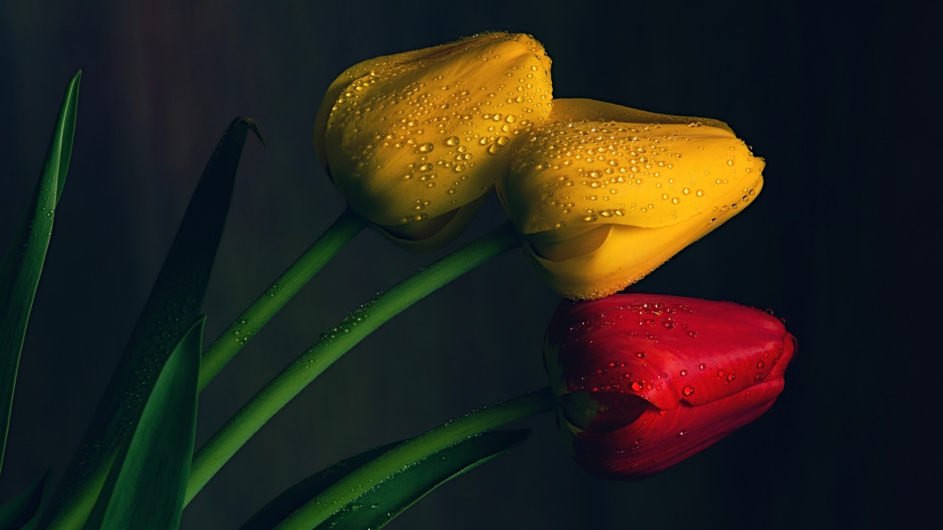 Yellow and red tulips with water droplets HD Wallpaper