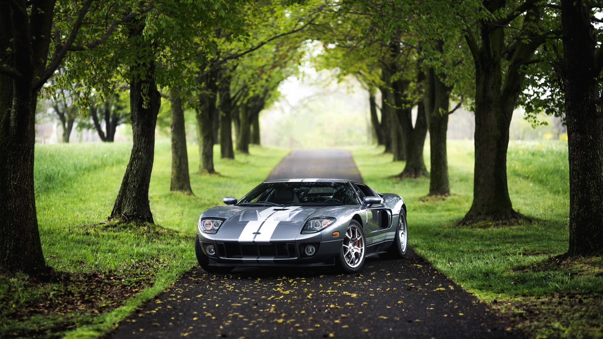 Silver Ford GT on a Tree-Lined Road HD Wallpaper