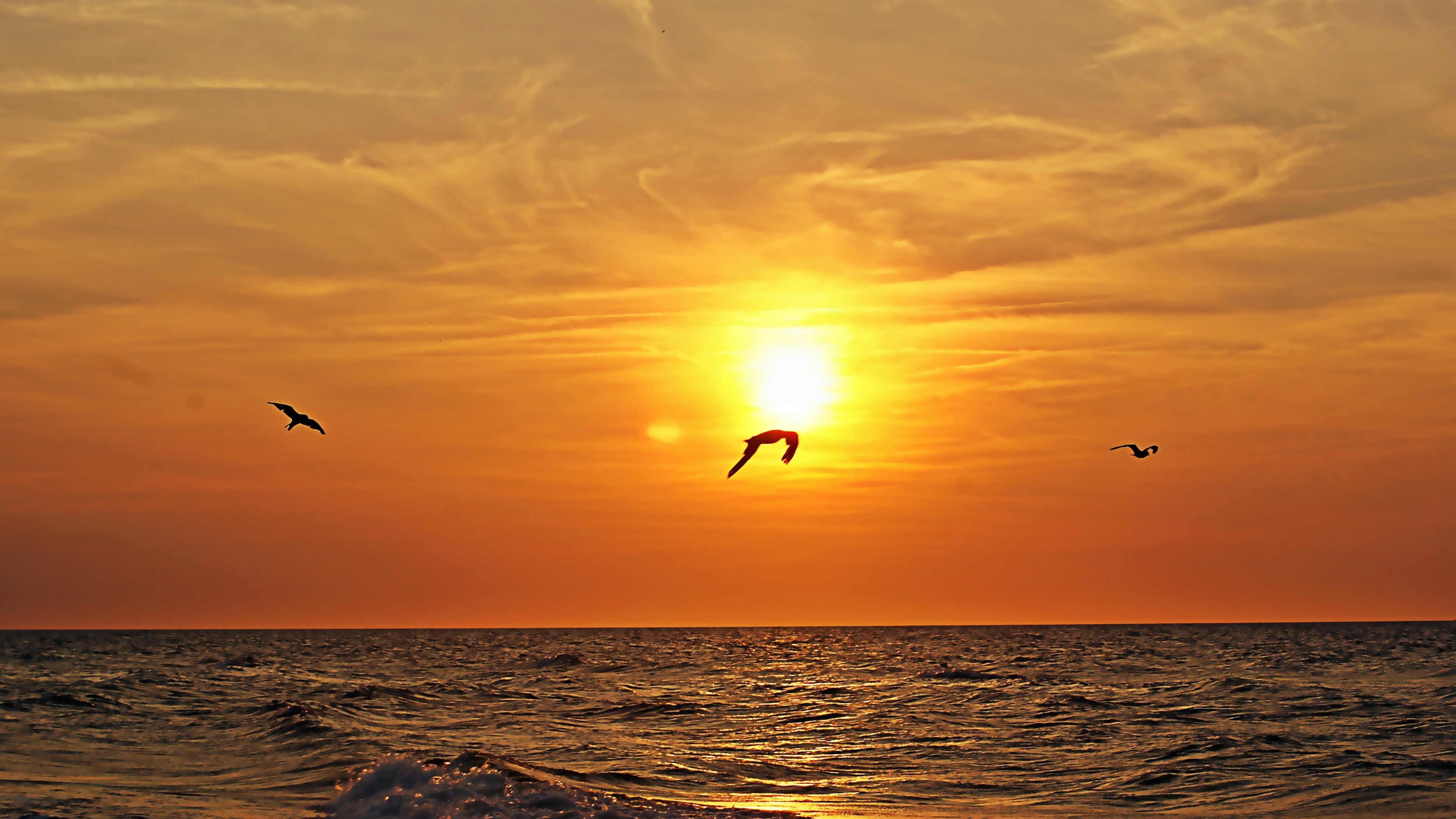 Sunset over the ocean with seagulls HD Wallpaper