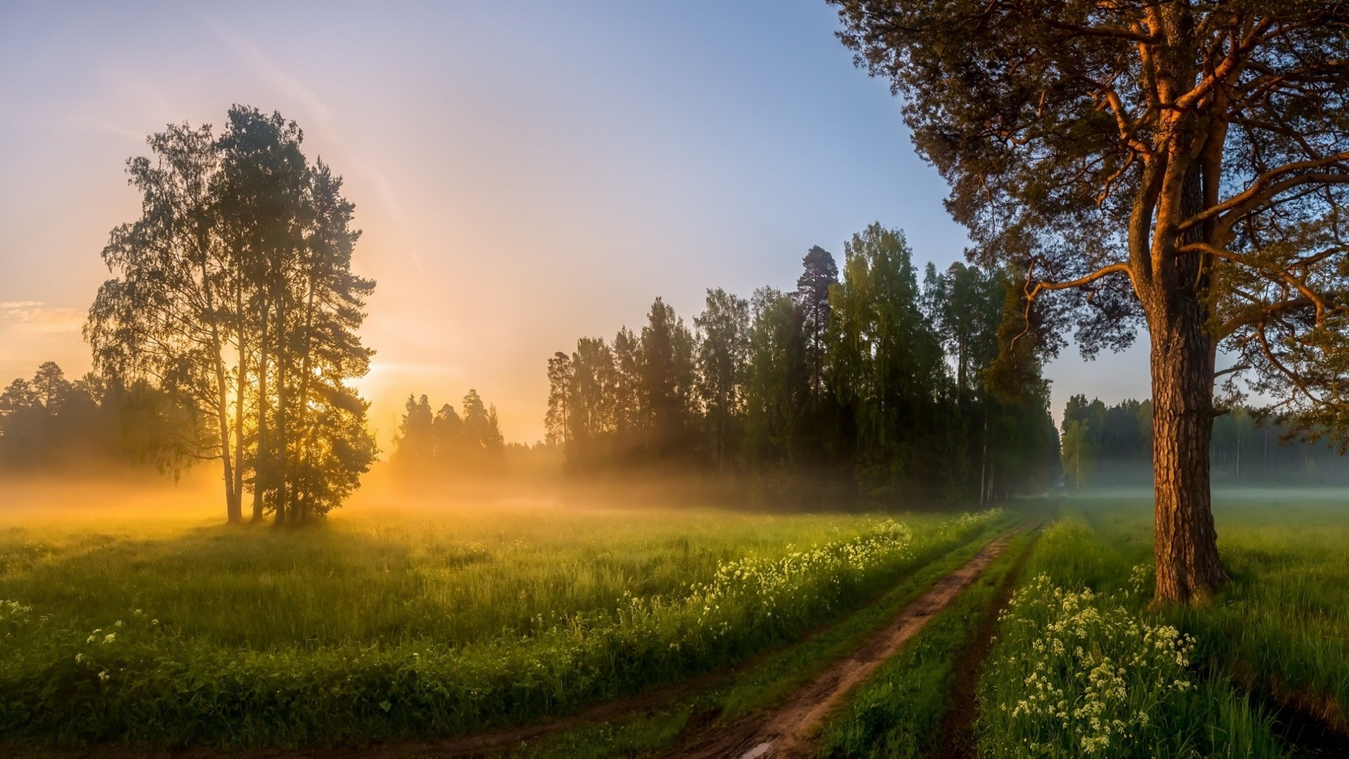 Misty Morning Sunrise Over a Field with Trees HD Wallpaper