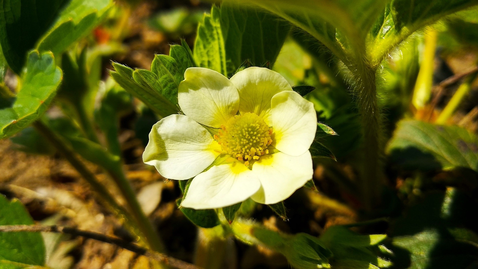 Close-up of a white strawberry flower HD Wallpaper