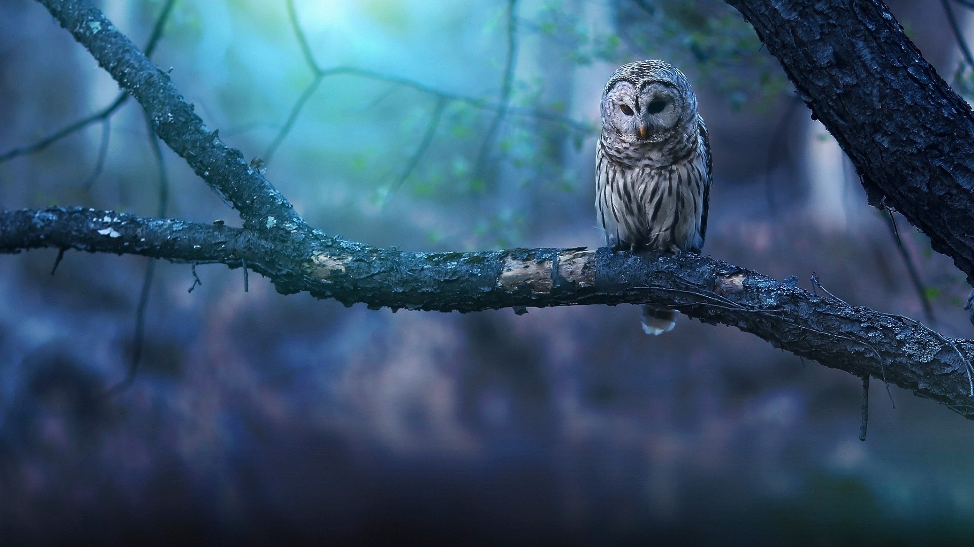 Owl perched on a tree branch at night HD Wallpaper
