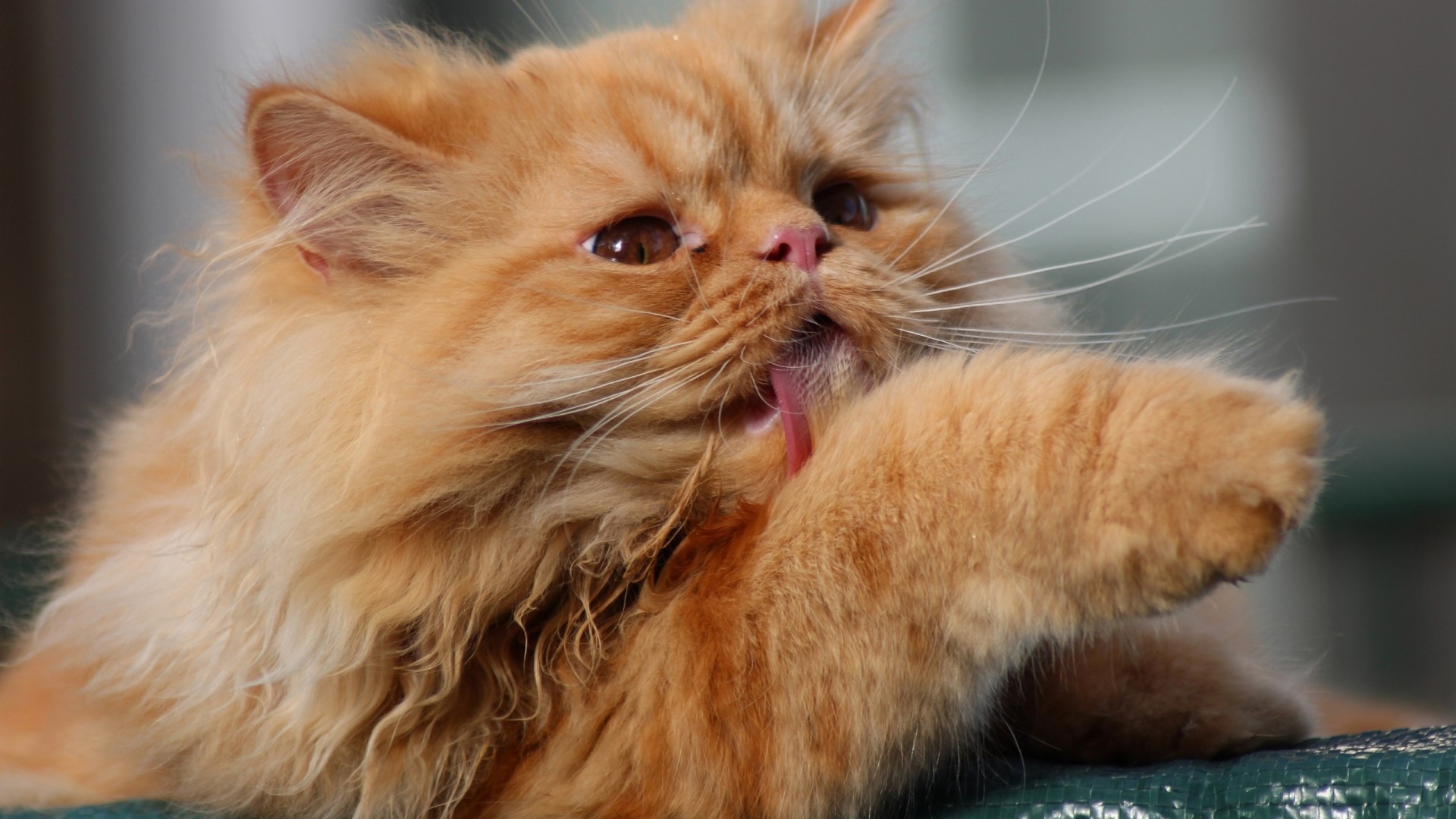 Fluffy orange cat grooming its paw HD Wallpaper