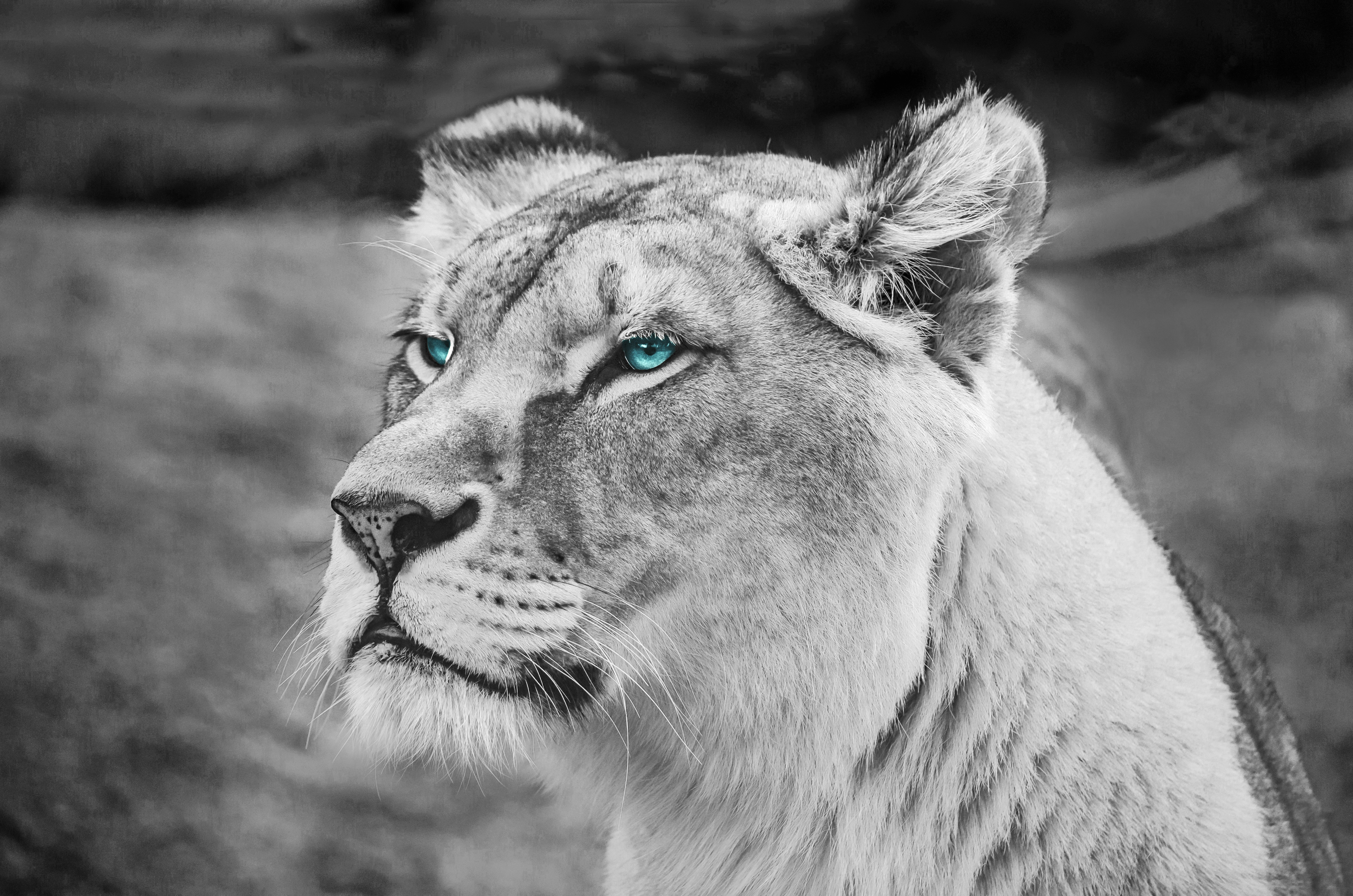4K Monochrome Lion Portrait HD Wallpaper