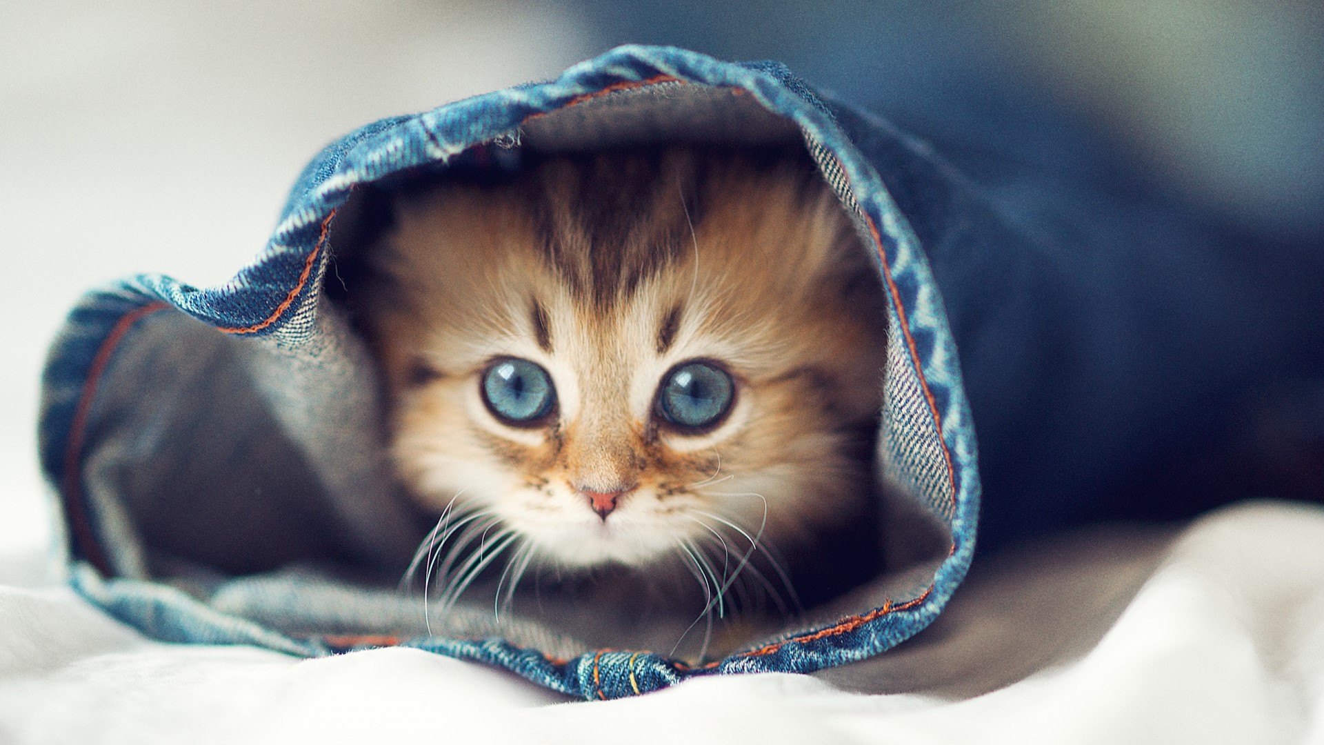 Kitten peeking out of denim sleeve HD Wallpaper