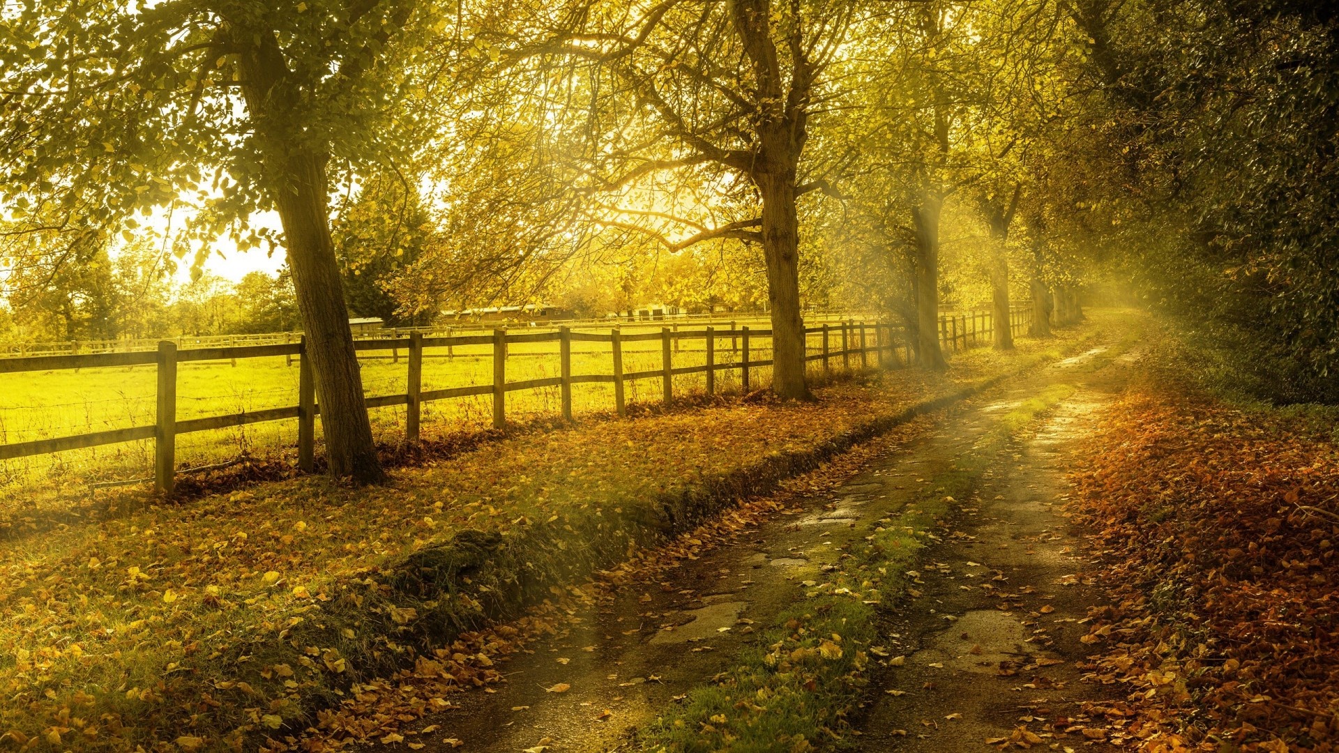 Autumn path with fallen leaves and sunlight HD Wallpaper