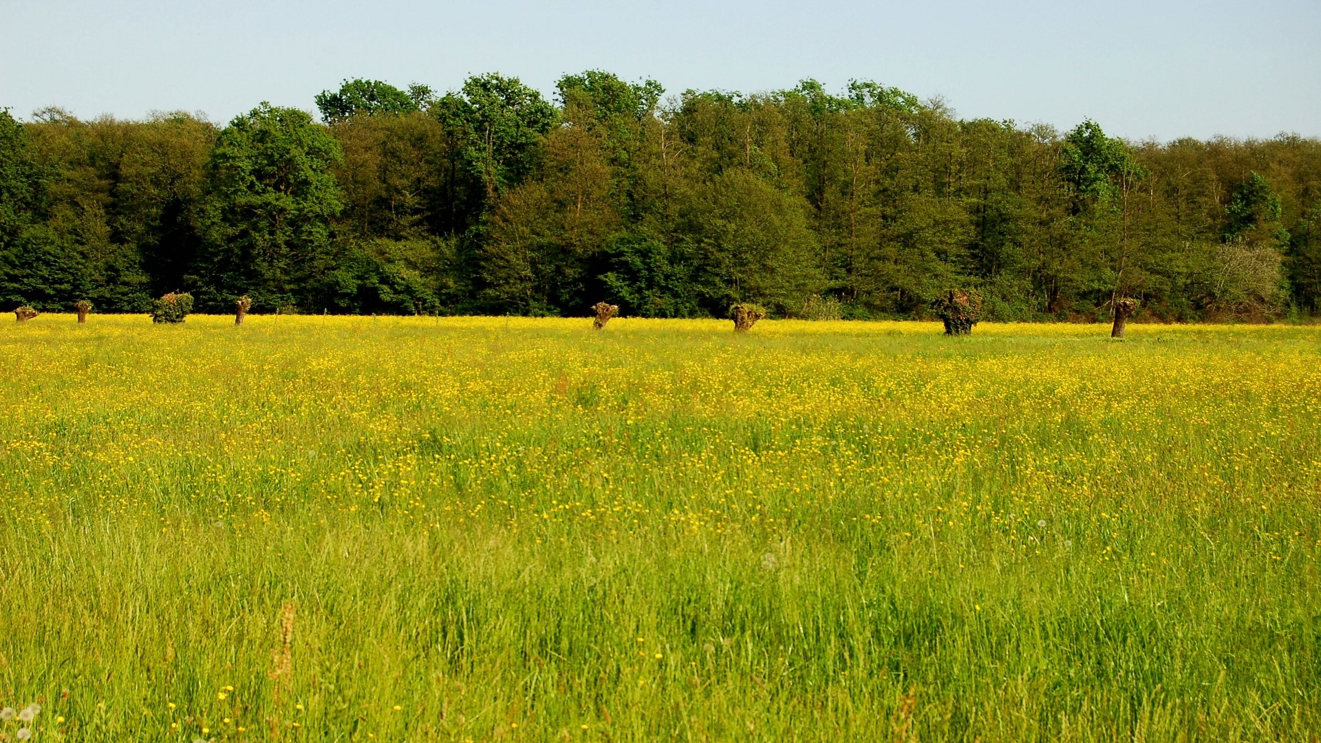 Field of yellow flowers with trees in the background HD Wallpaper