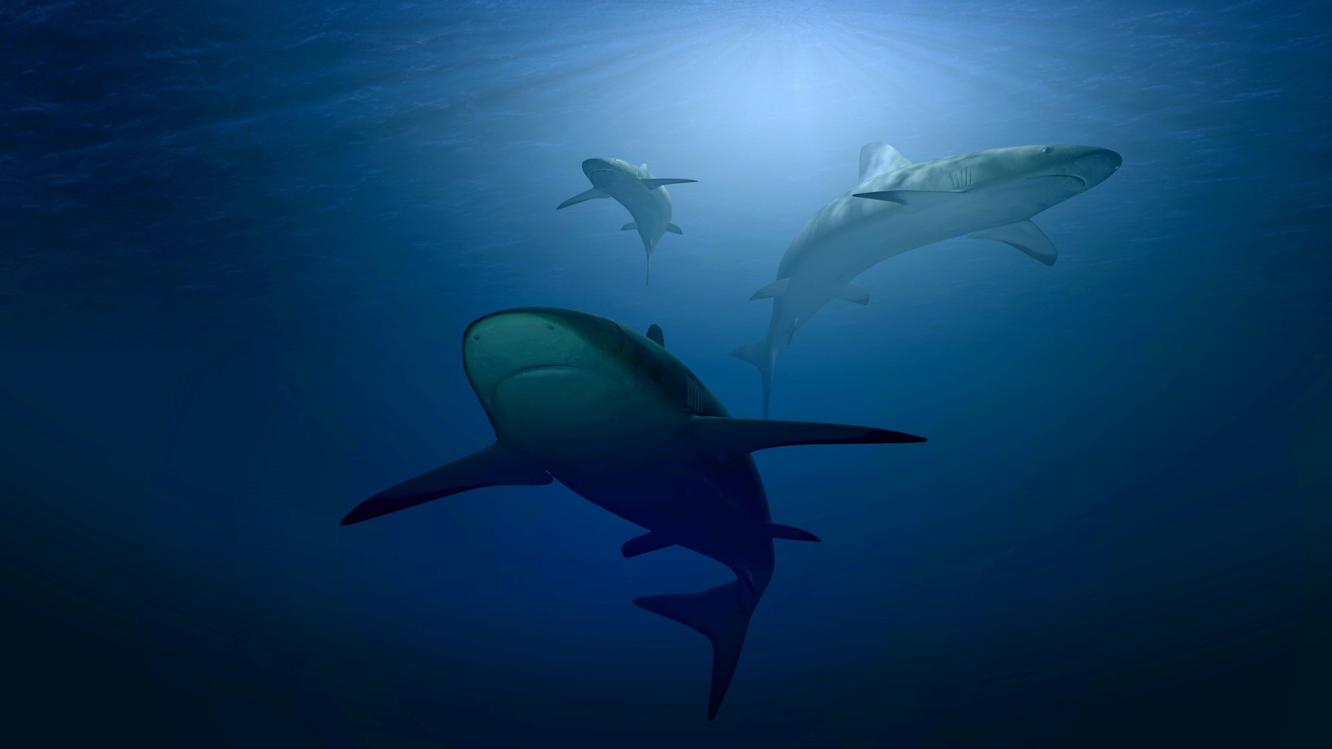 Three sharks swimming in the ocean HD Wallpaper