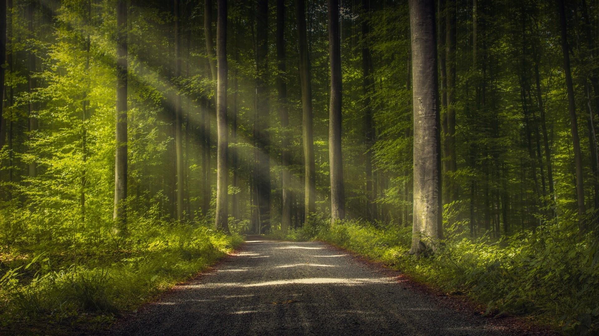 Sunbeams through a forest road HD Wallpaper