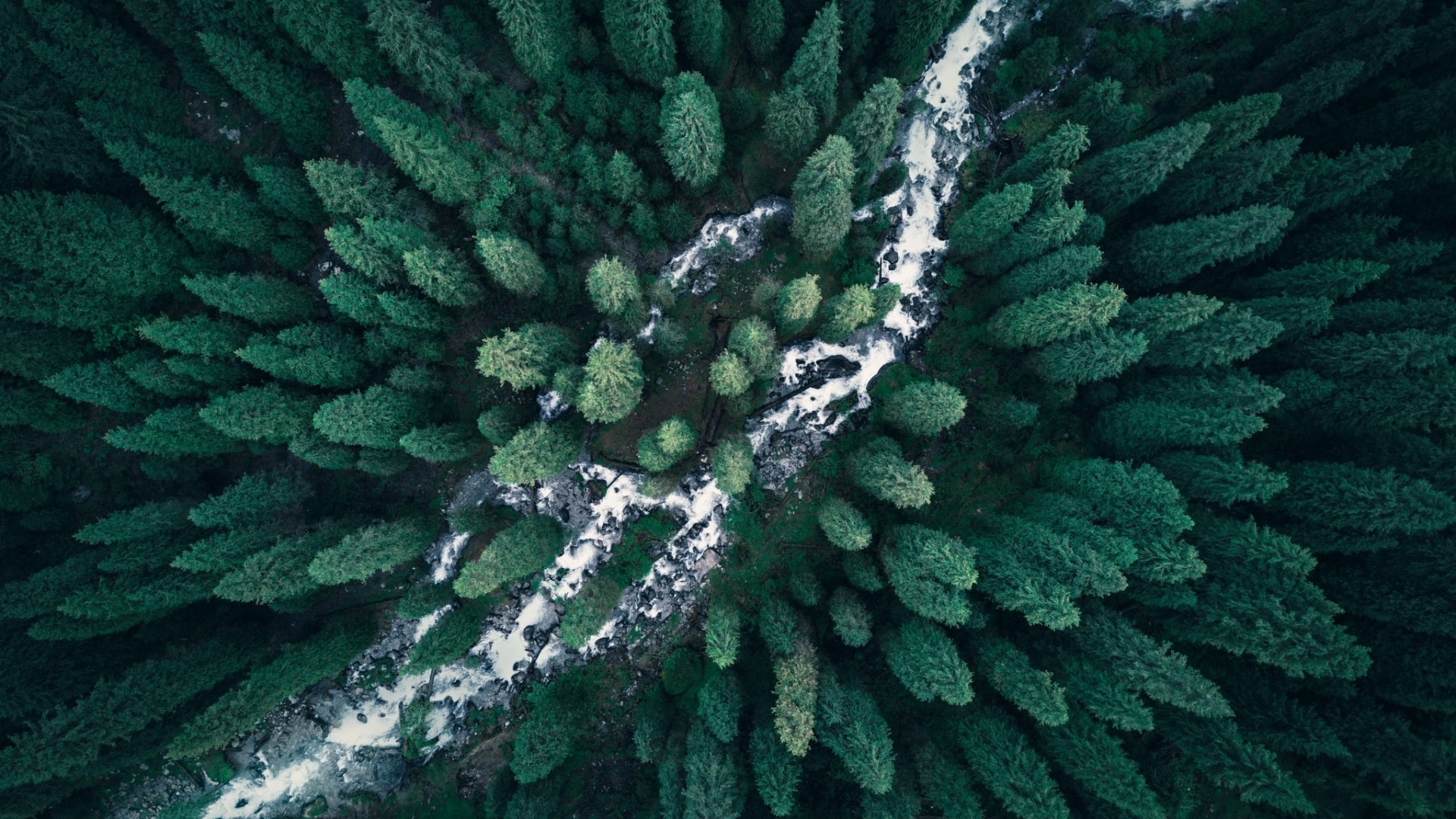 Aerial view of a dense forest with a river HD Wallpaper