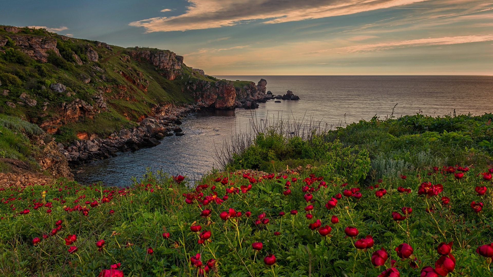 Coastal cliffs with red flowers and the sea HD Wallpaper