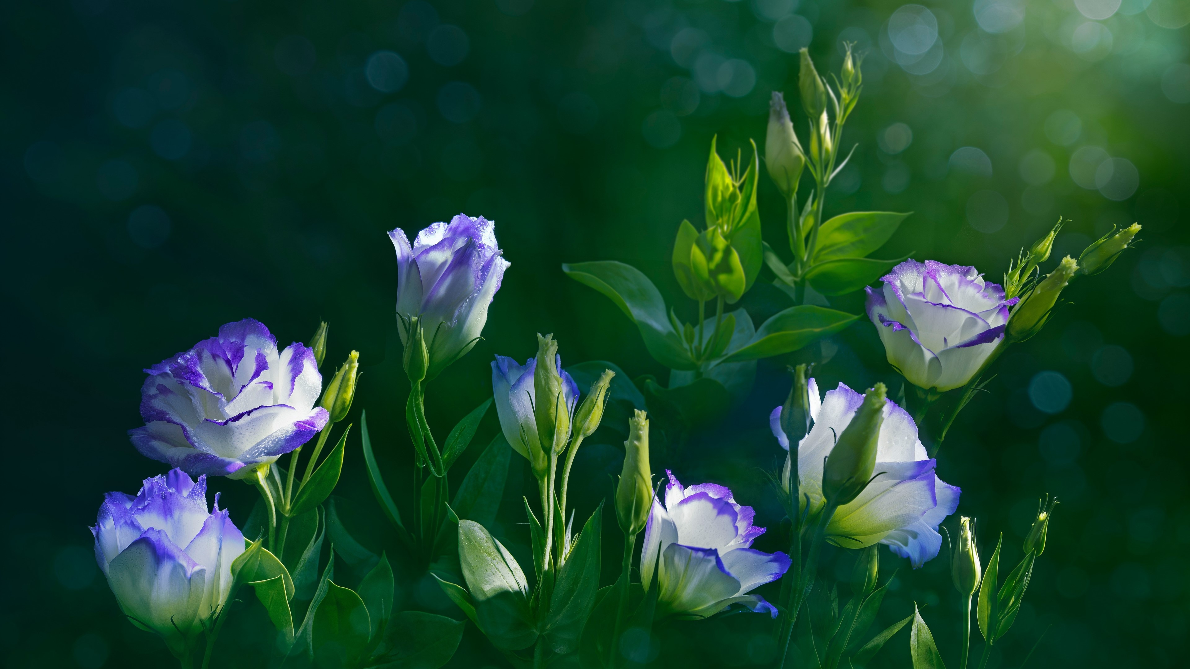 4K Eustoma flowers with purple edges HD Wallpaper