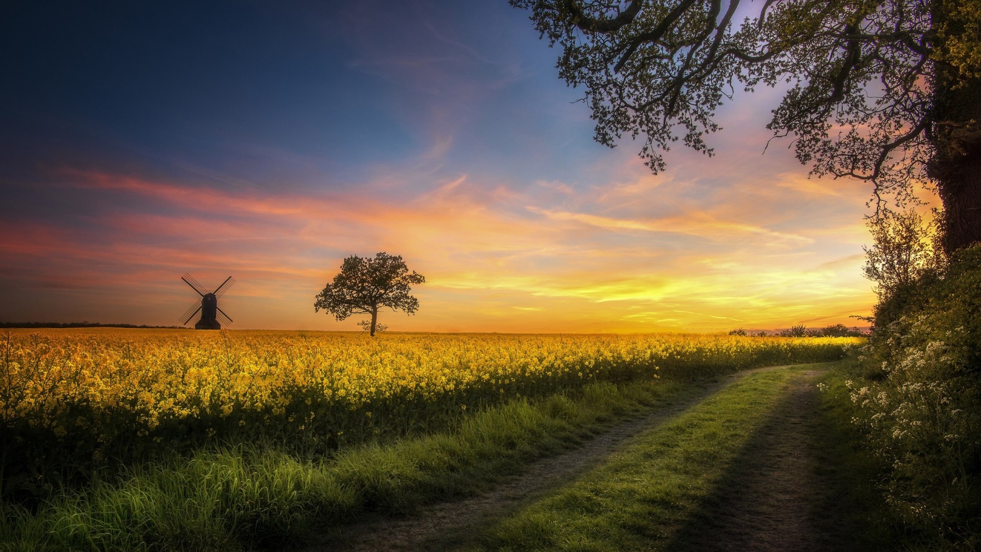 Windmill and tree in a field of yellow flowers at sunset HD Wallpaper