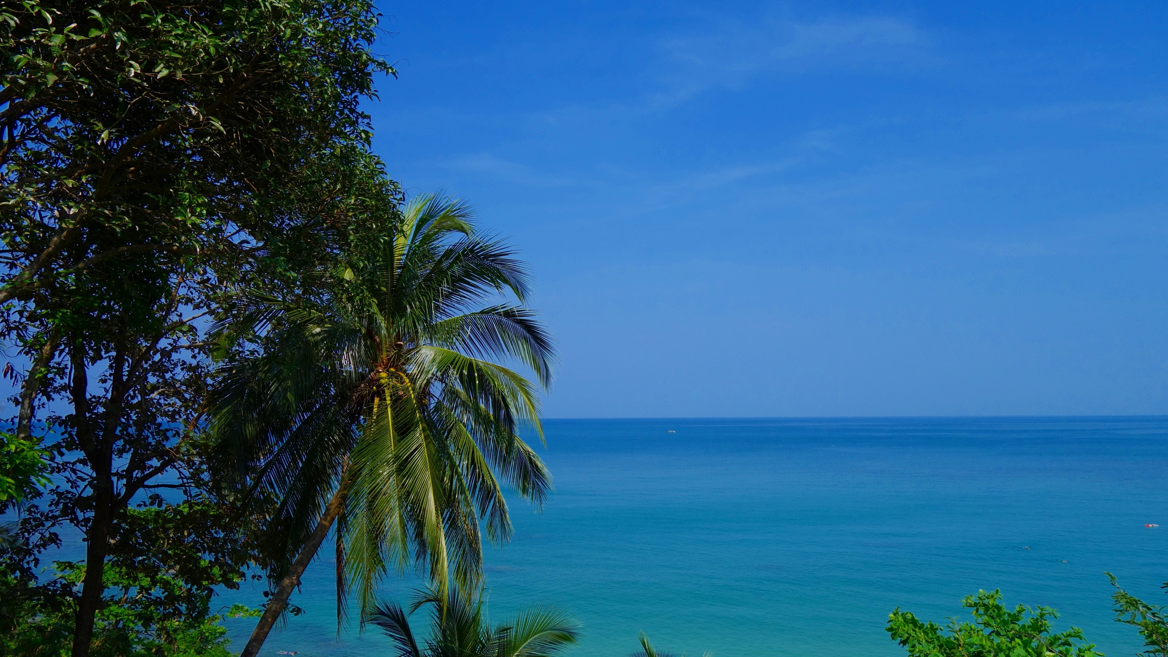 4K Sea with Palm Trees and Blue Sky HD Wallpaper