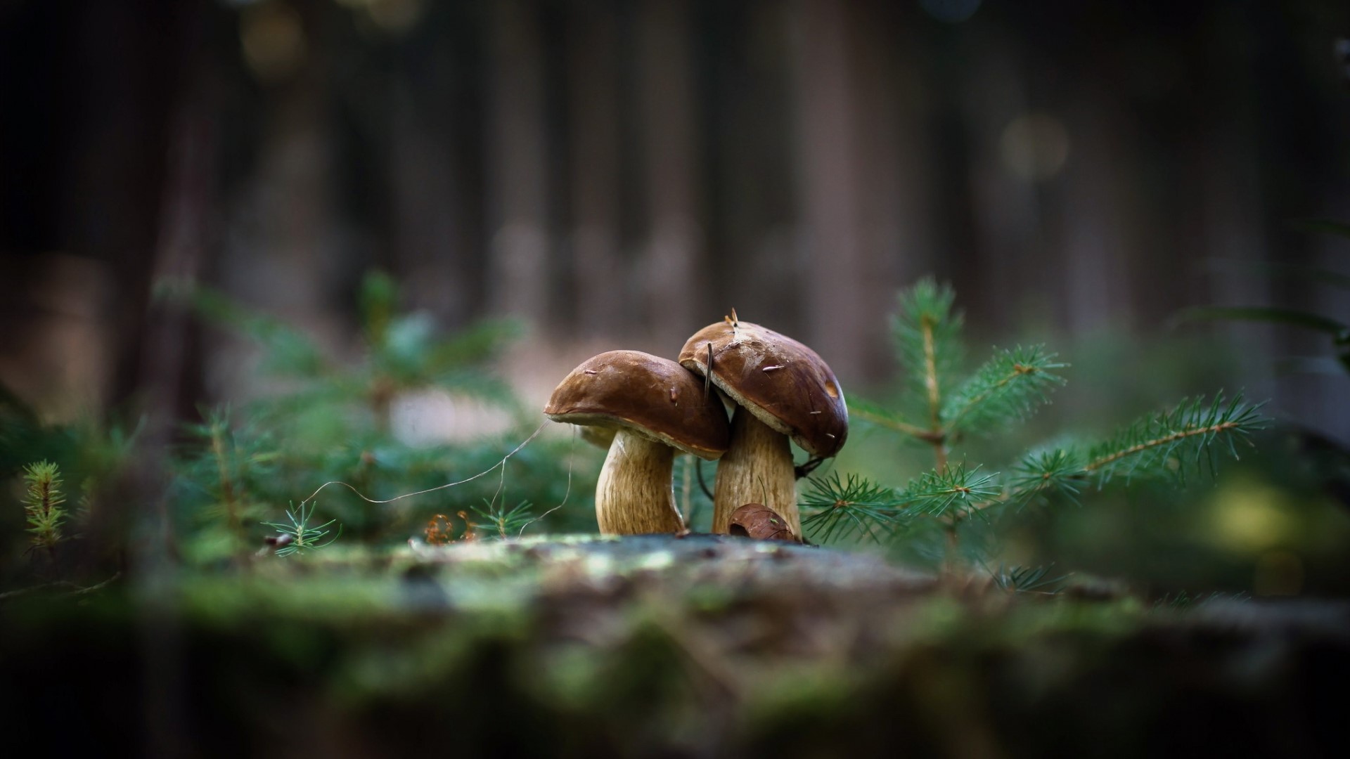 Two brown mushrooms in a forest HD Wallpaper