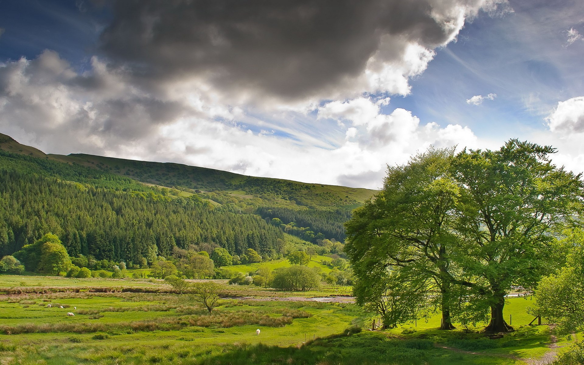 Rolling green hills with a forest and large trees HD Wallpaper