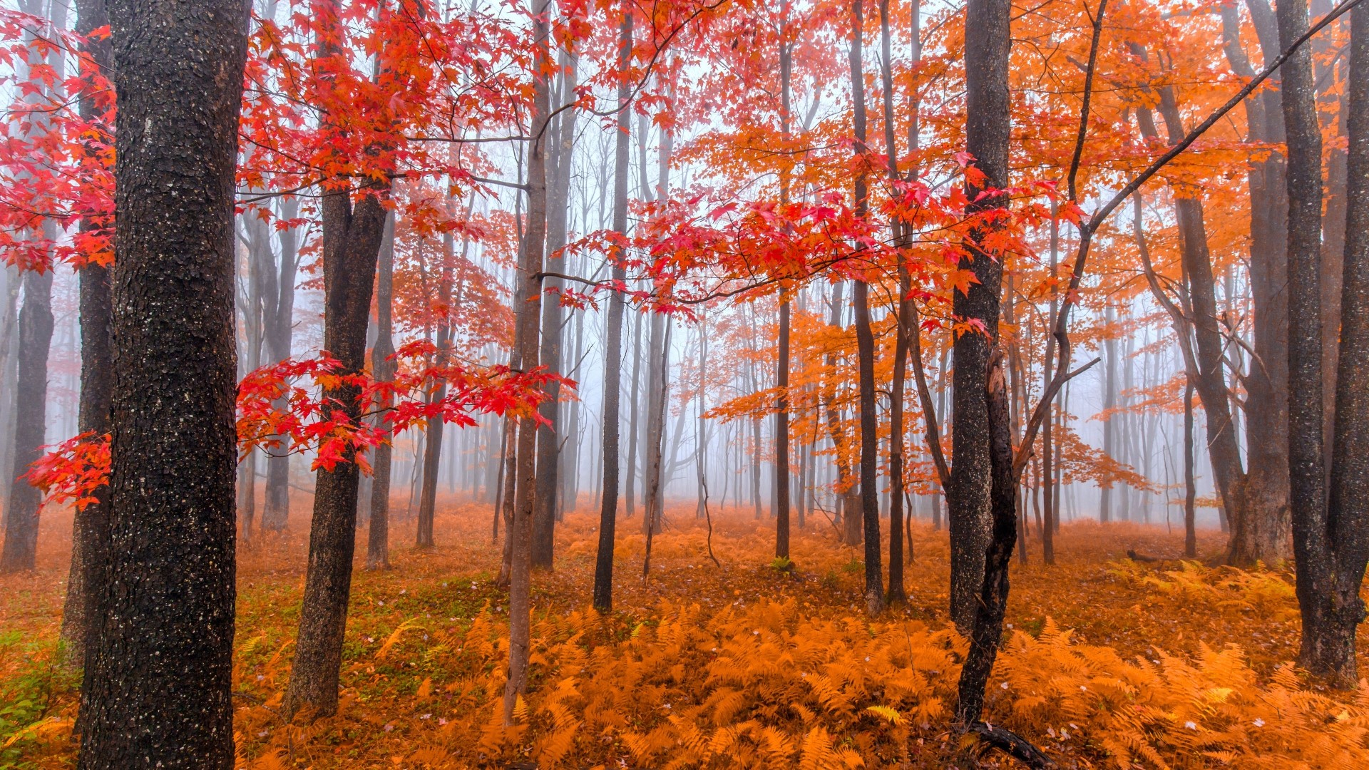Foggy Autumn Forest with Red and Orange Leaves HD Wallpaper