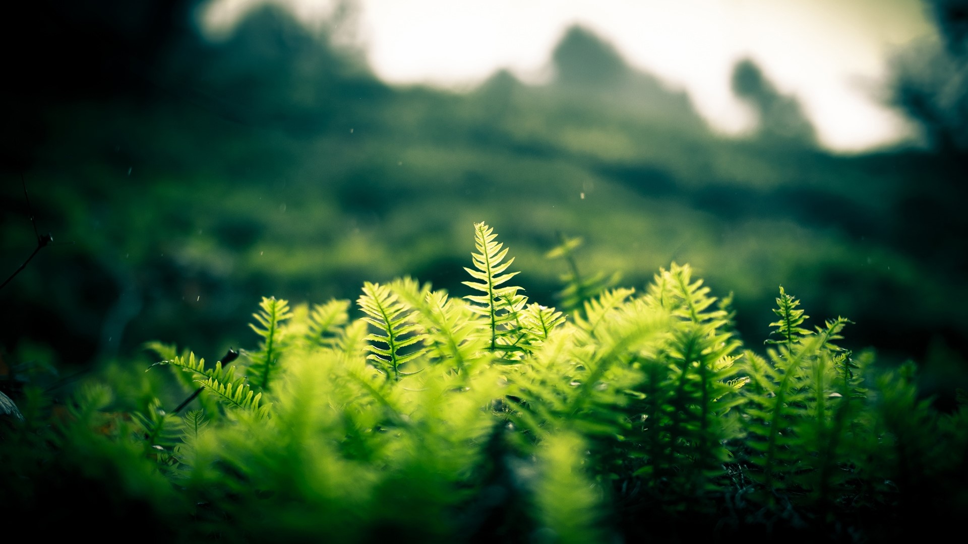 Green ferns in a forest HD Wallpaper