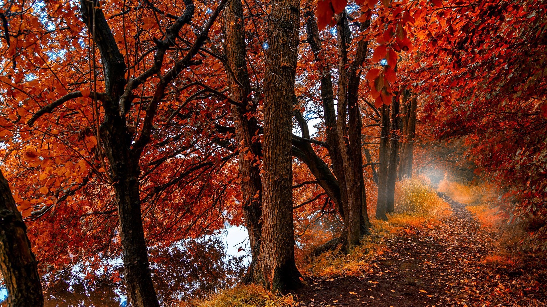 Autumn forest path with vibrant orange leaves HD Wallpaper