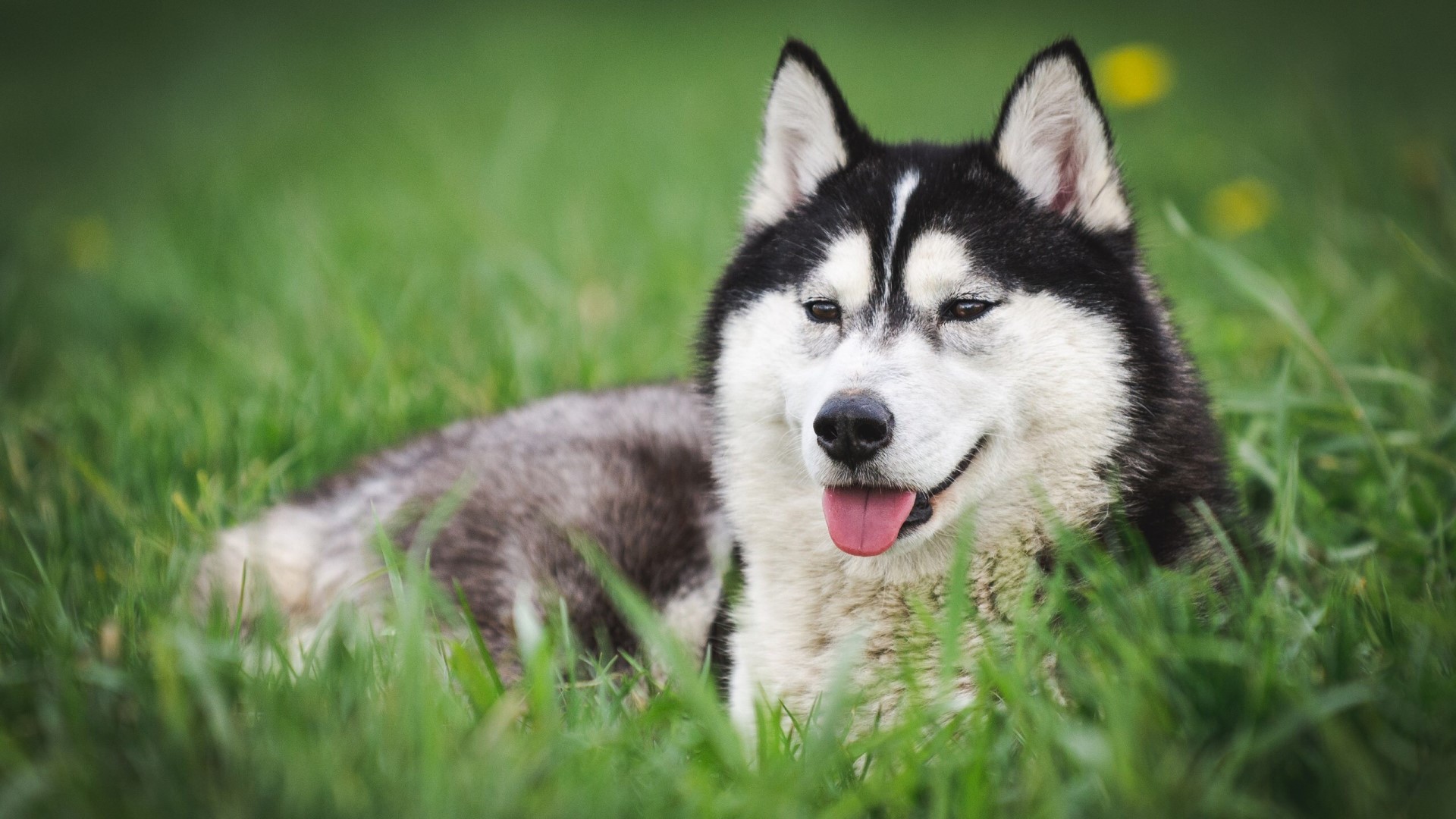 Husky dog lying in green grass HD Wallpaper