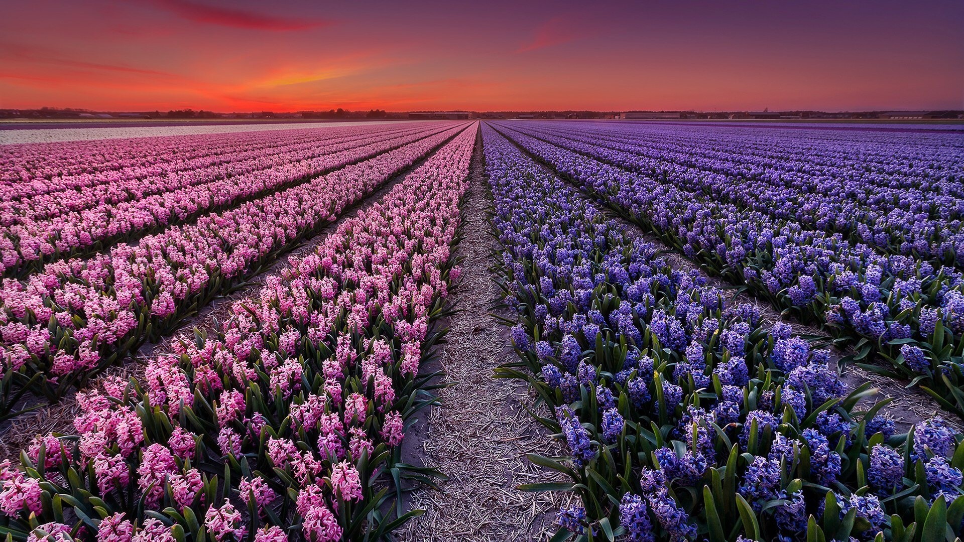 Flower Field in the Netherlands at Sunset HD Wallpaper