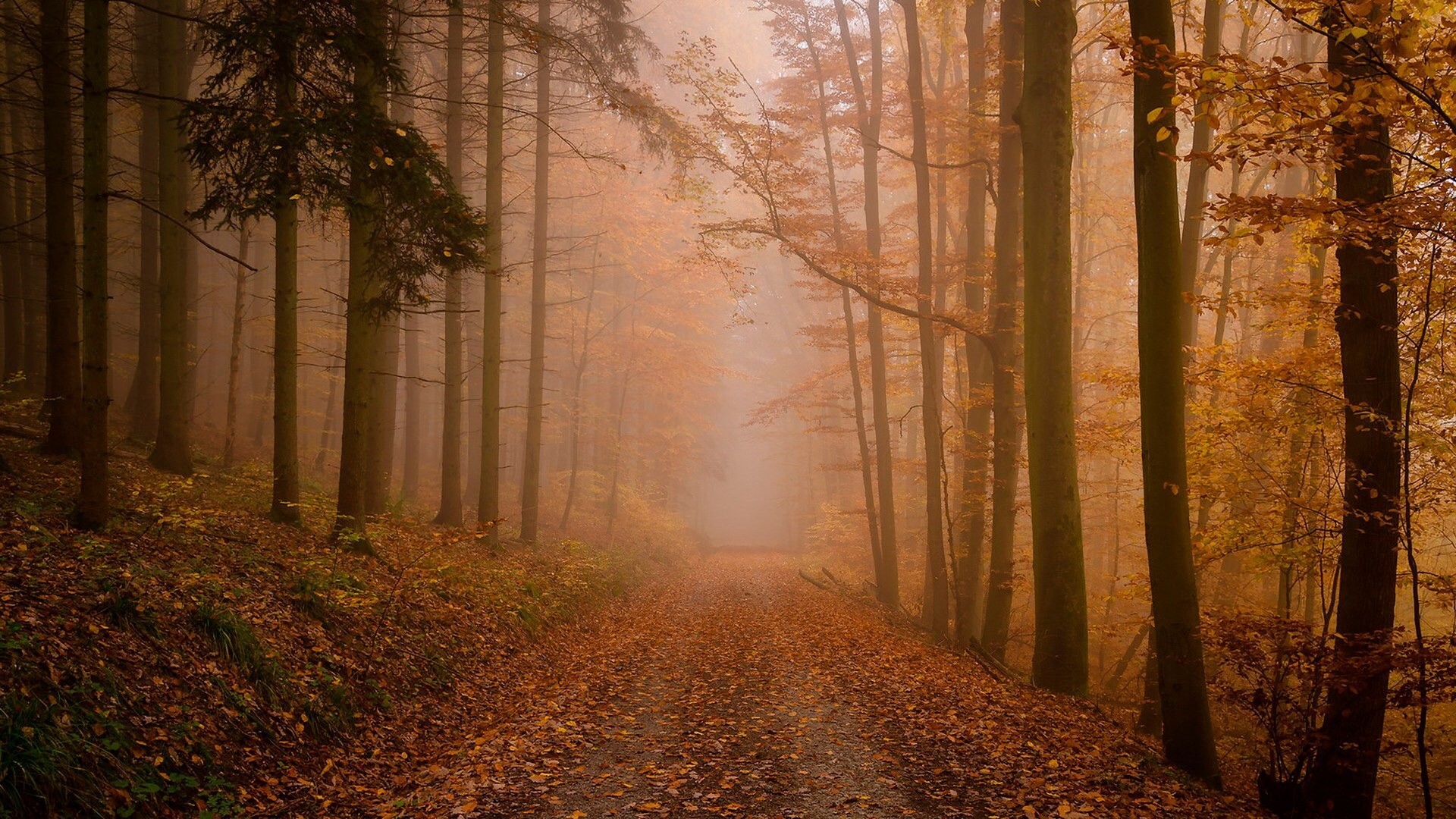 Autumn forest path with fog HD Wallpaper
