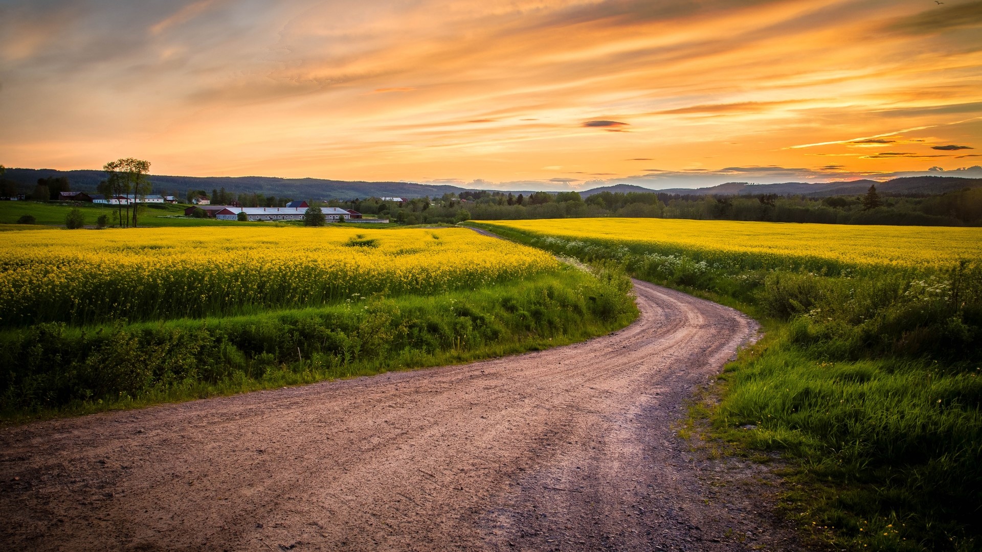 Dirt road through a yellow rapeseed field at sunset HD Wallpaper