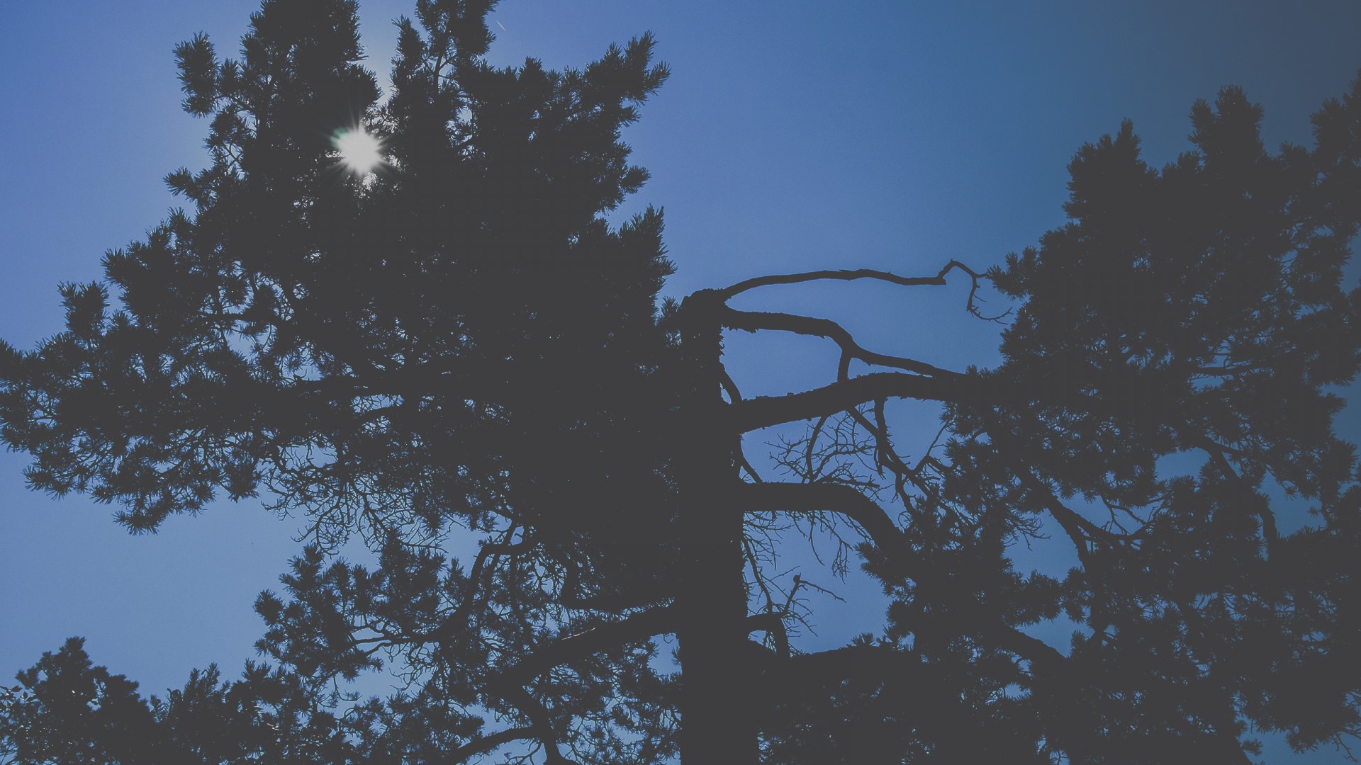 Silhouette of a pine tree against a blue sky HD Wallpaper