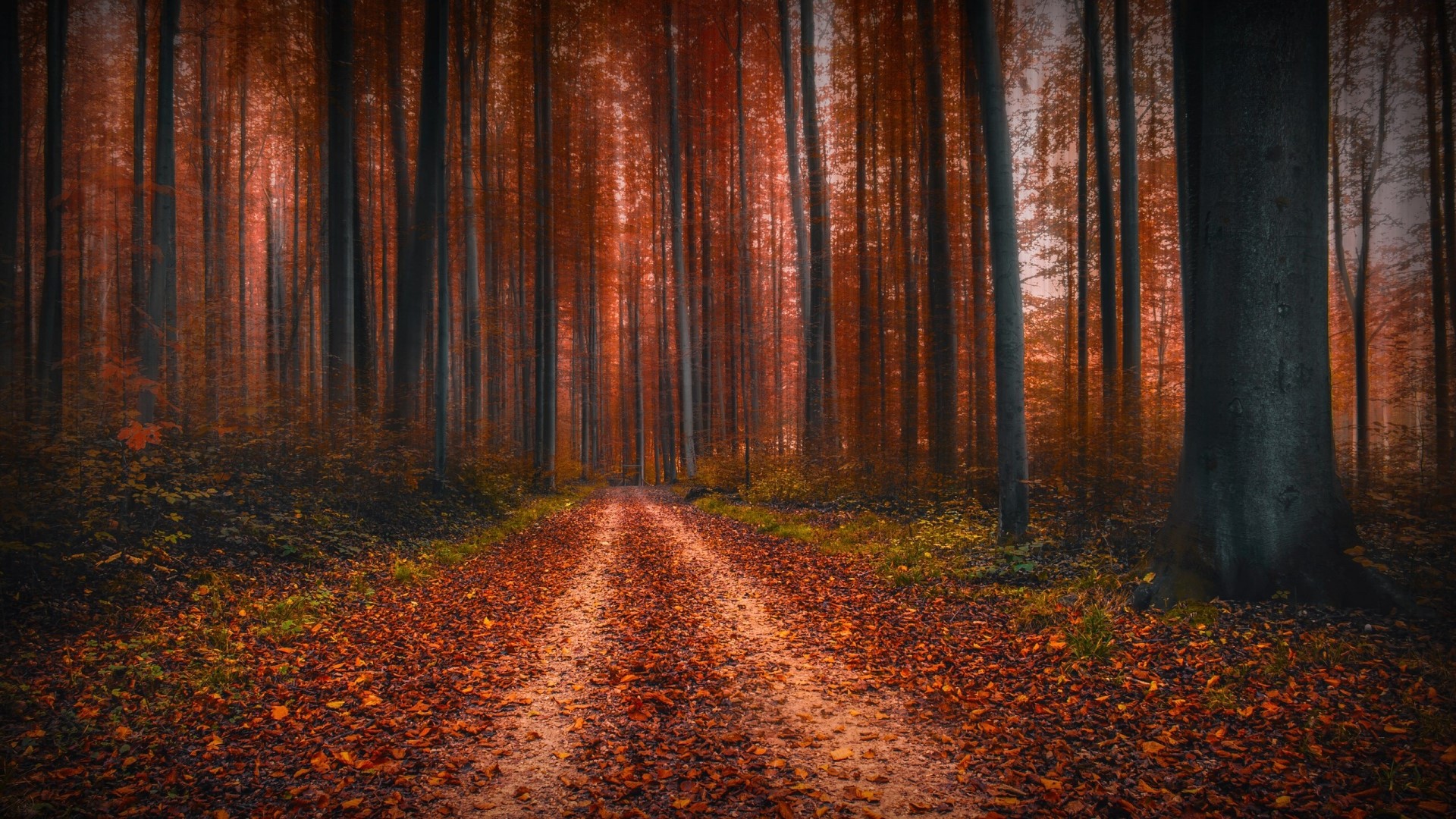 Autumn forest path with red leaves HD Wallpaper