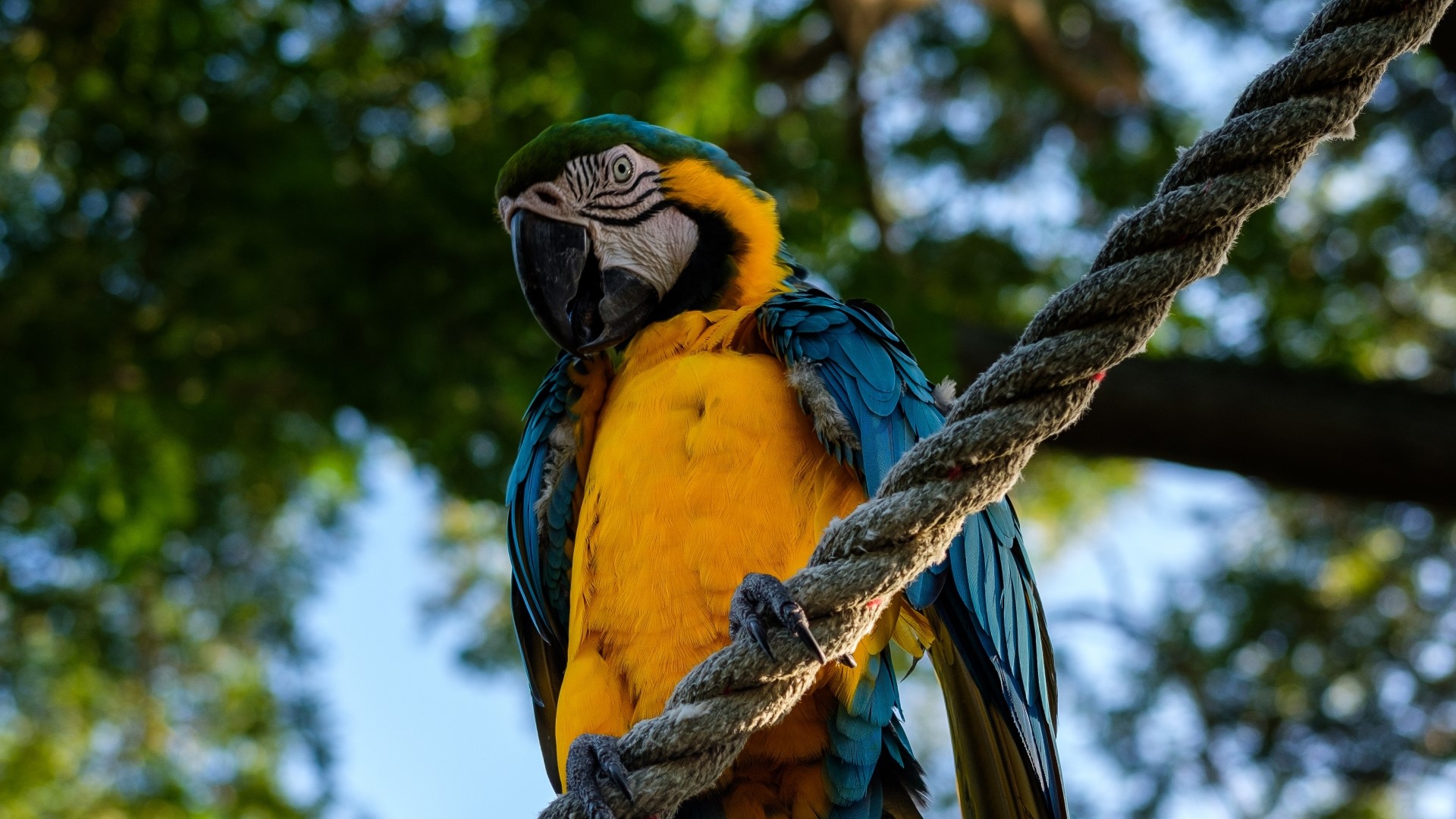 Blue and yellow macaw perched on a rope HD Wallpaper