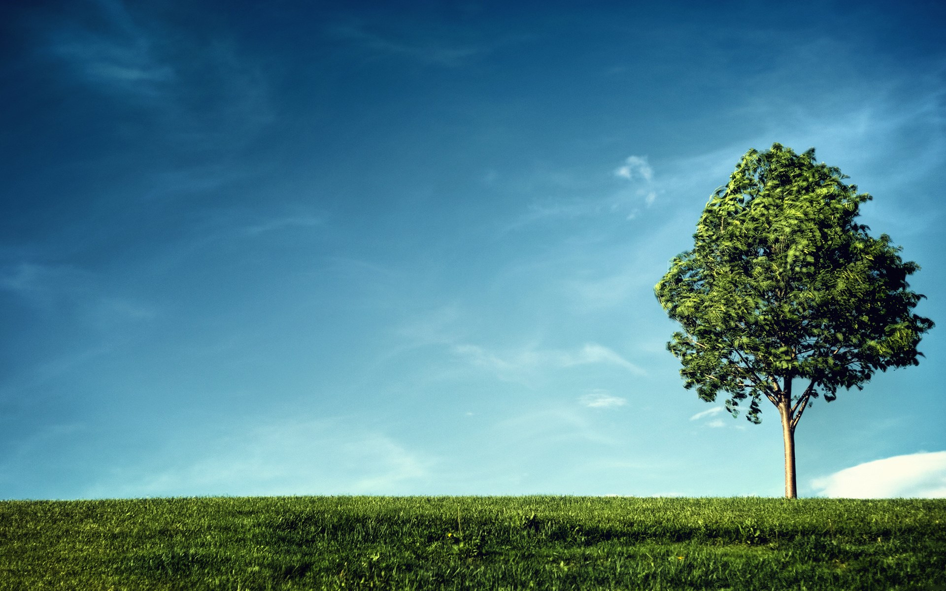 A lone tree on a grassy hill under a blue sky HD Wallpaper