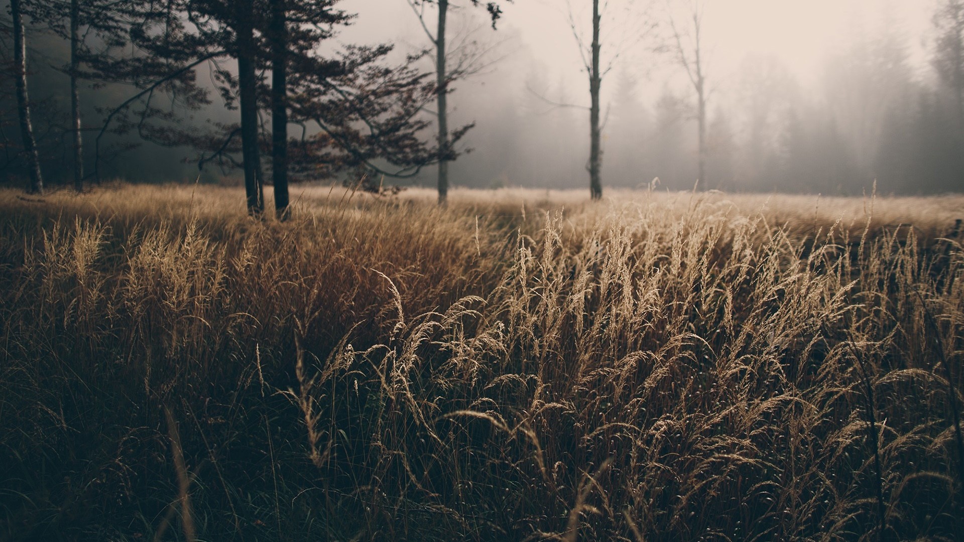 Tall dry grass in a misty forest HD Wallpaper