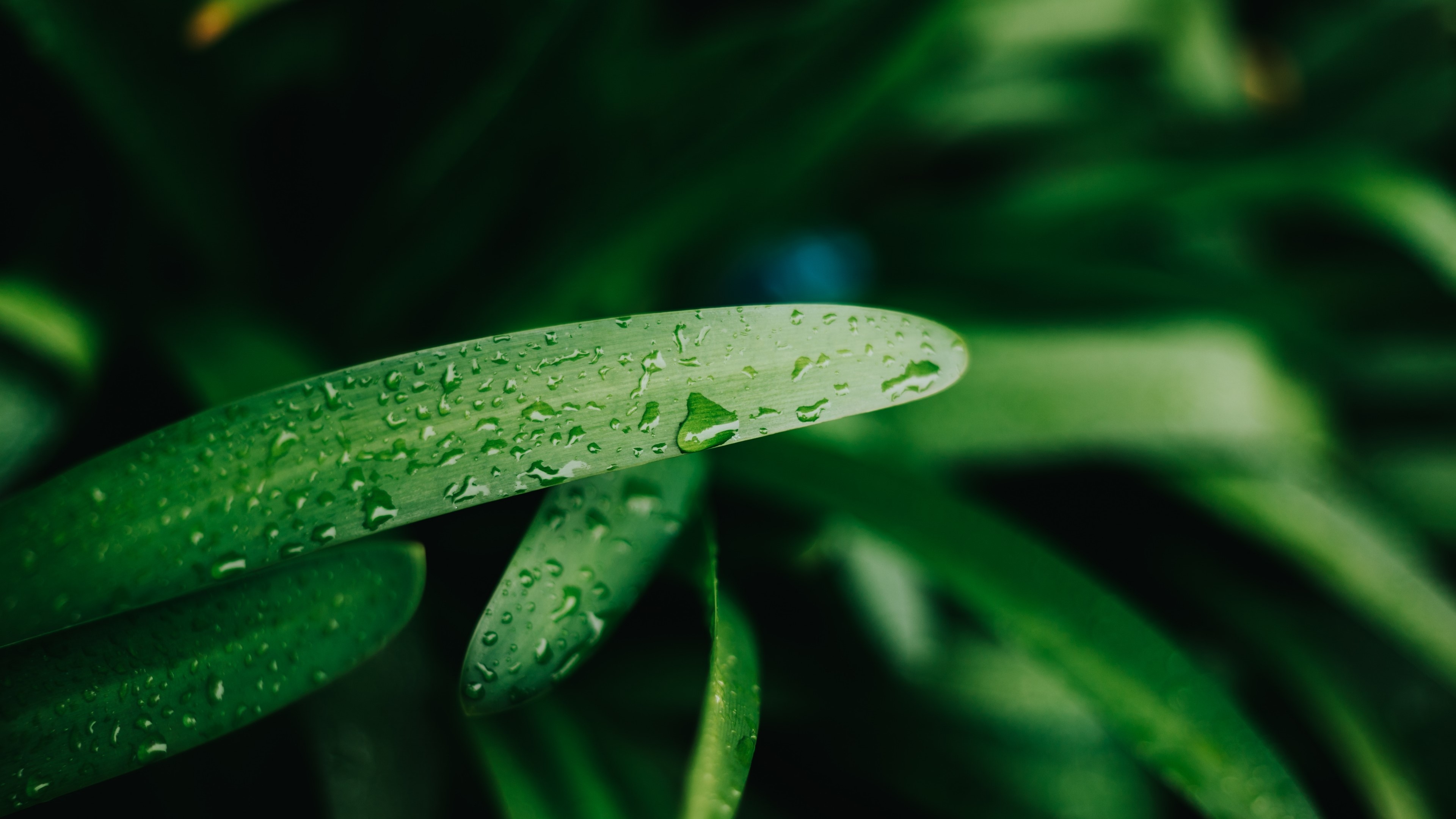 4K Water Drops on Green Leaves HD Wallpaper