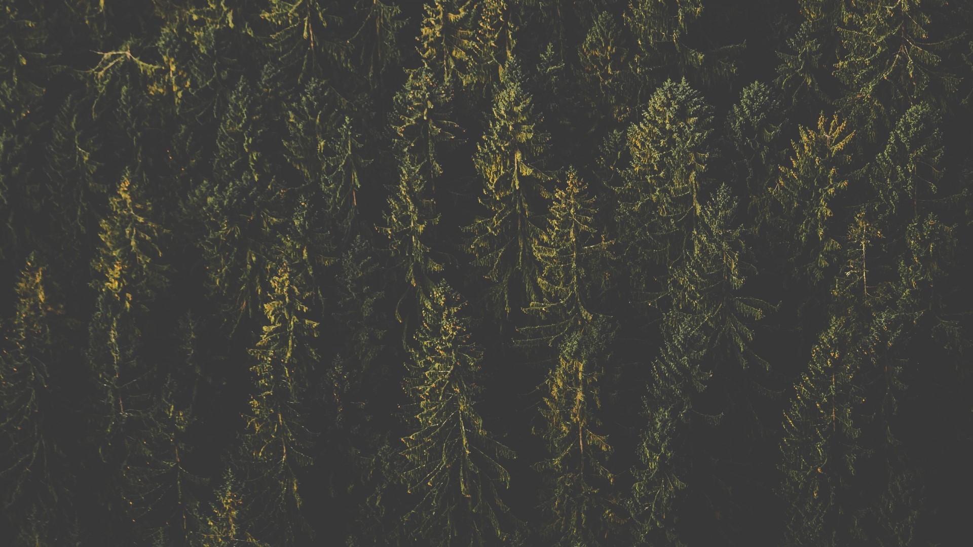 Aerial view of a dense forest canopy HD Wallpaper