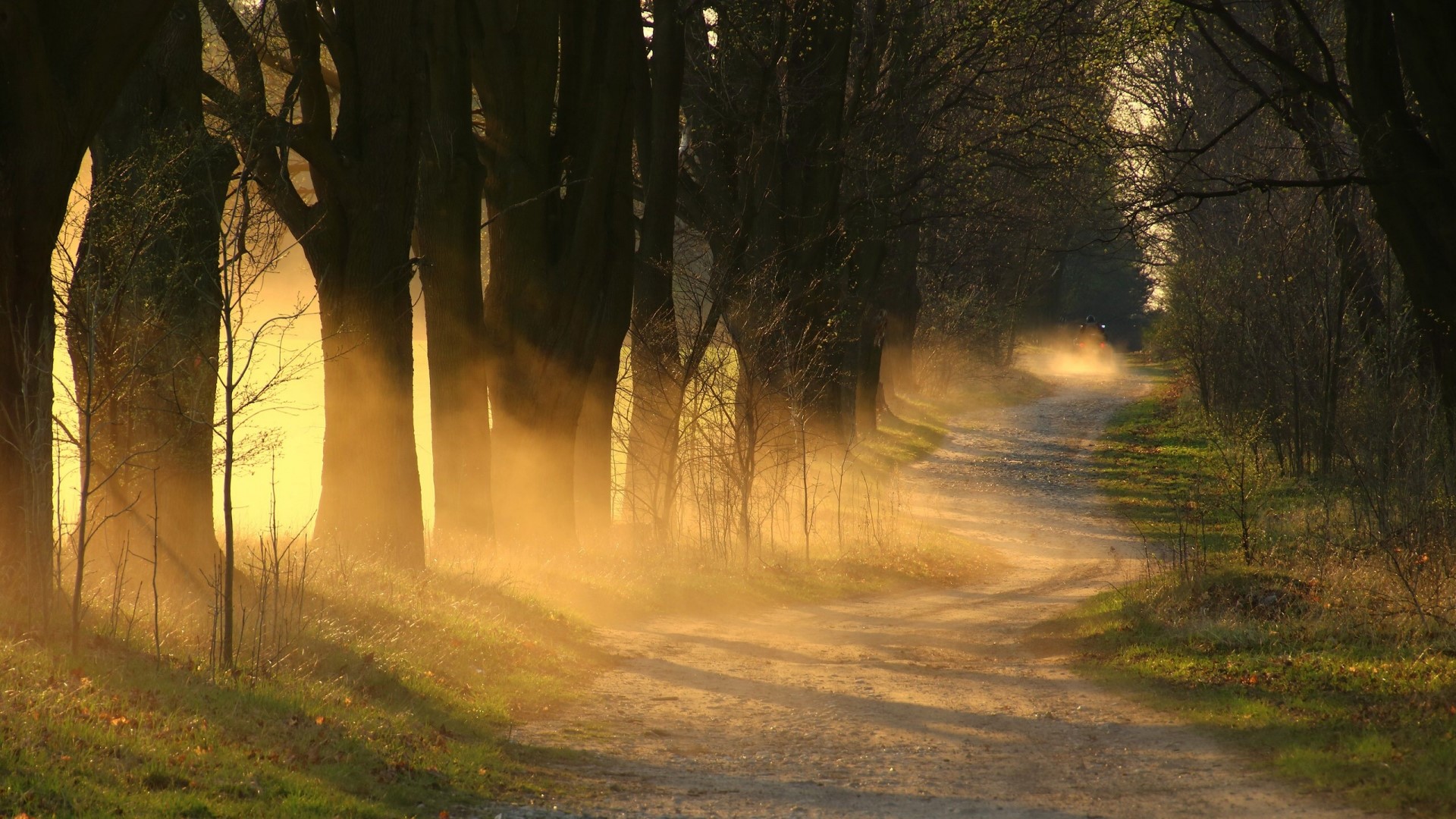 Sunlight through trees on a dirt road HD Wallpaper