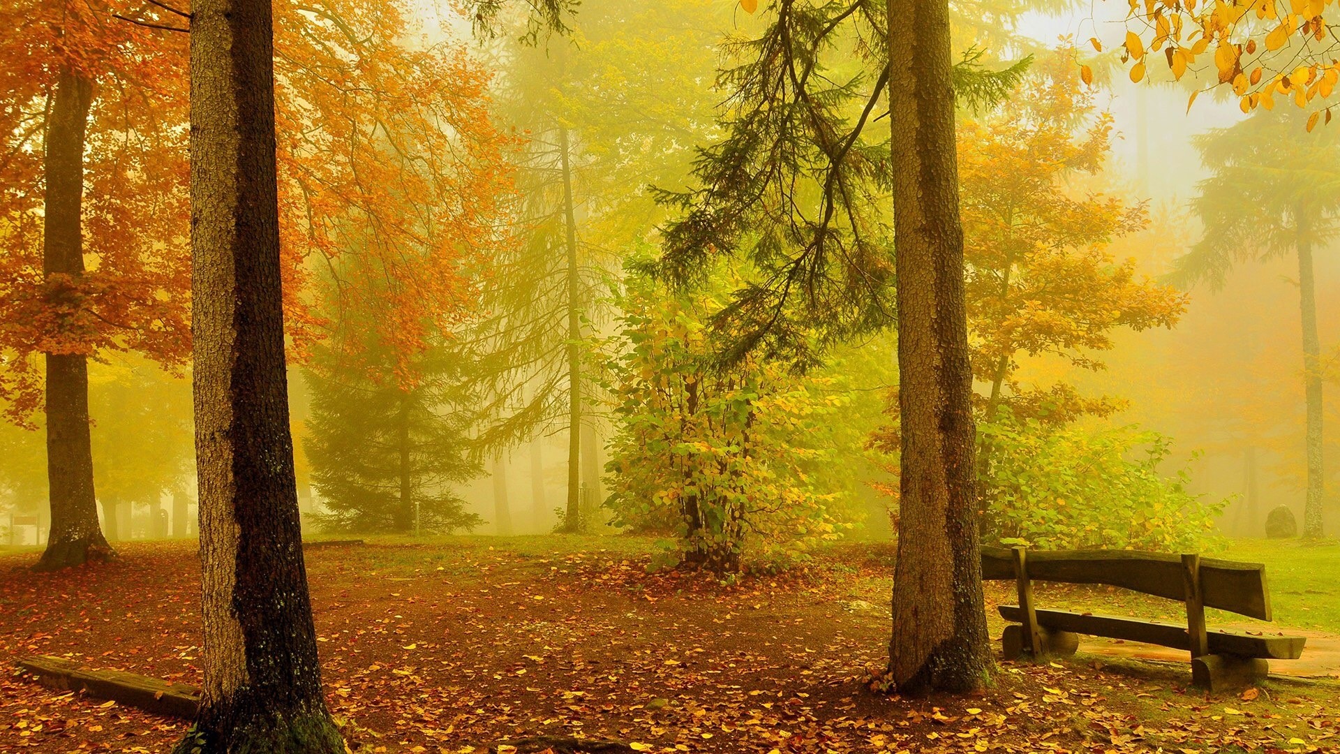 Autumn forest with fallen leaves and a bench HD Wallpaper