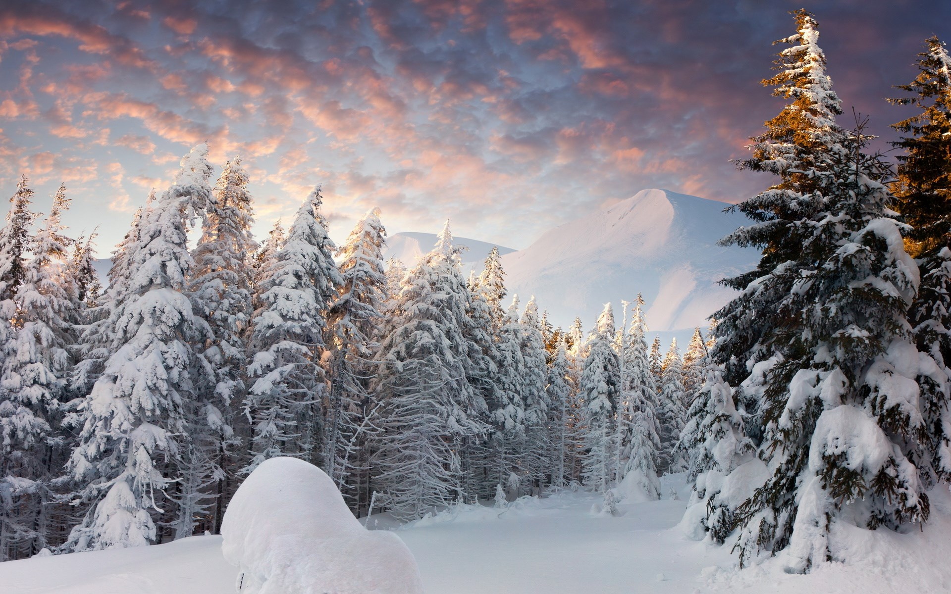 Snow-covered pine forest with mountains at sunrise HD Wallpaper
