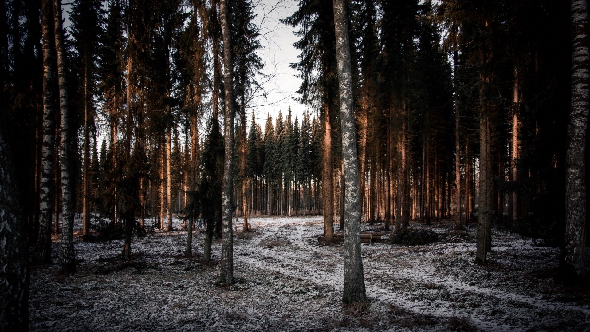 Winter forest with snow on the ground HD Wallpaper